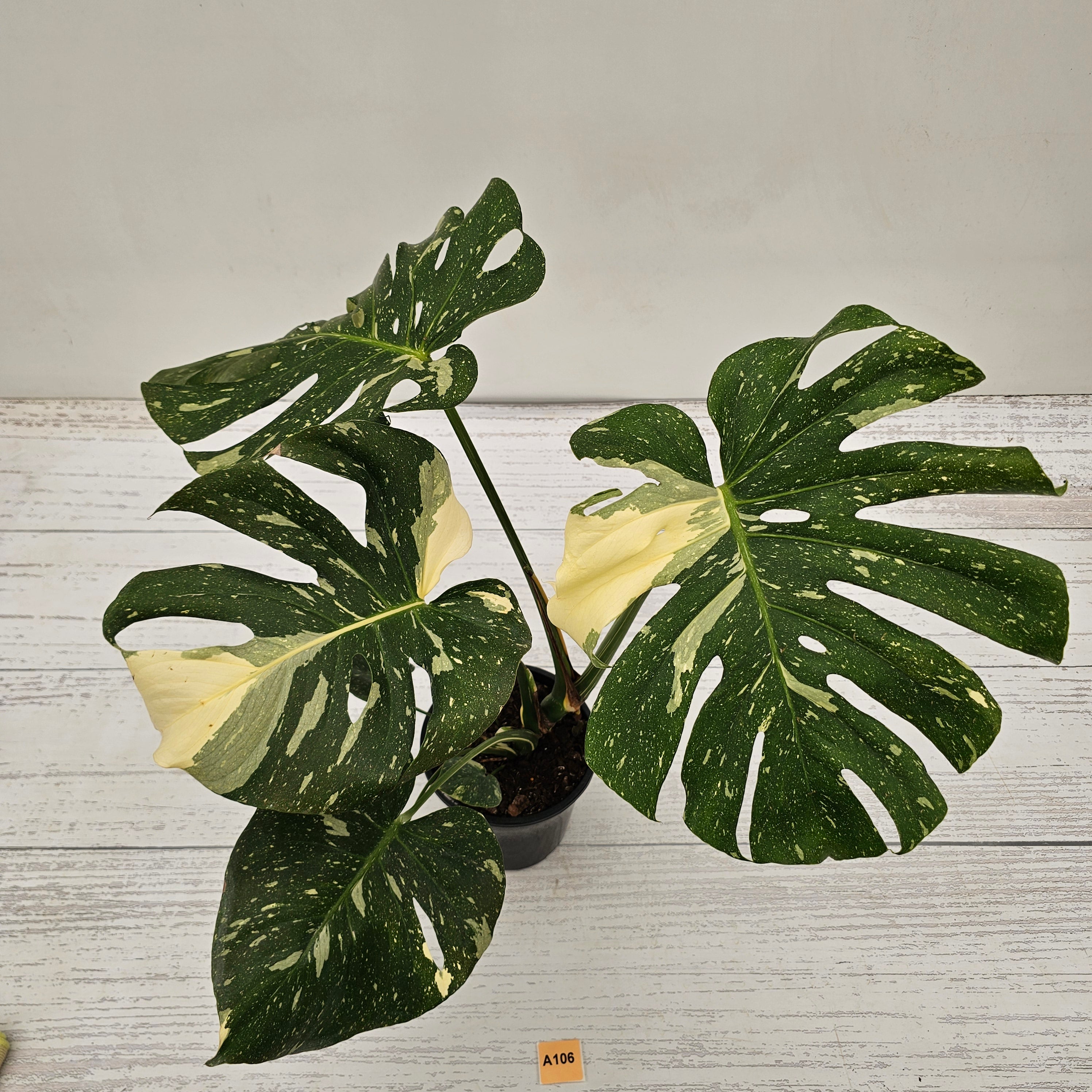 Monstera deliciosa Thai Constellation