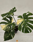 Monstera deliciosa Thai Constellation