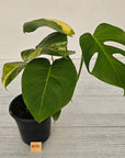Monstera borsigiana 'Aurea'