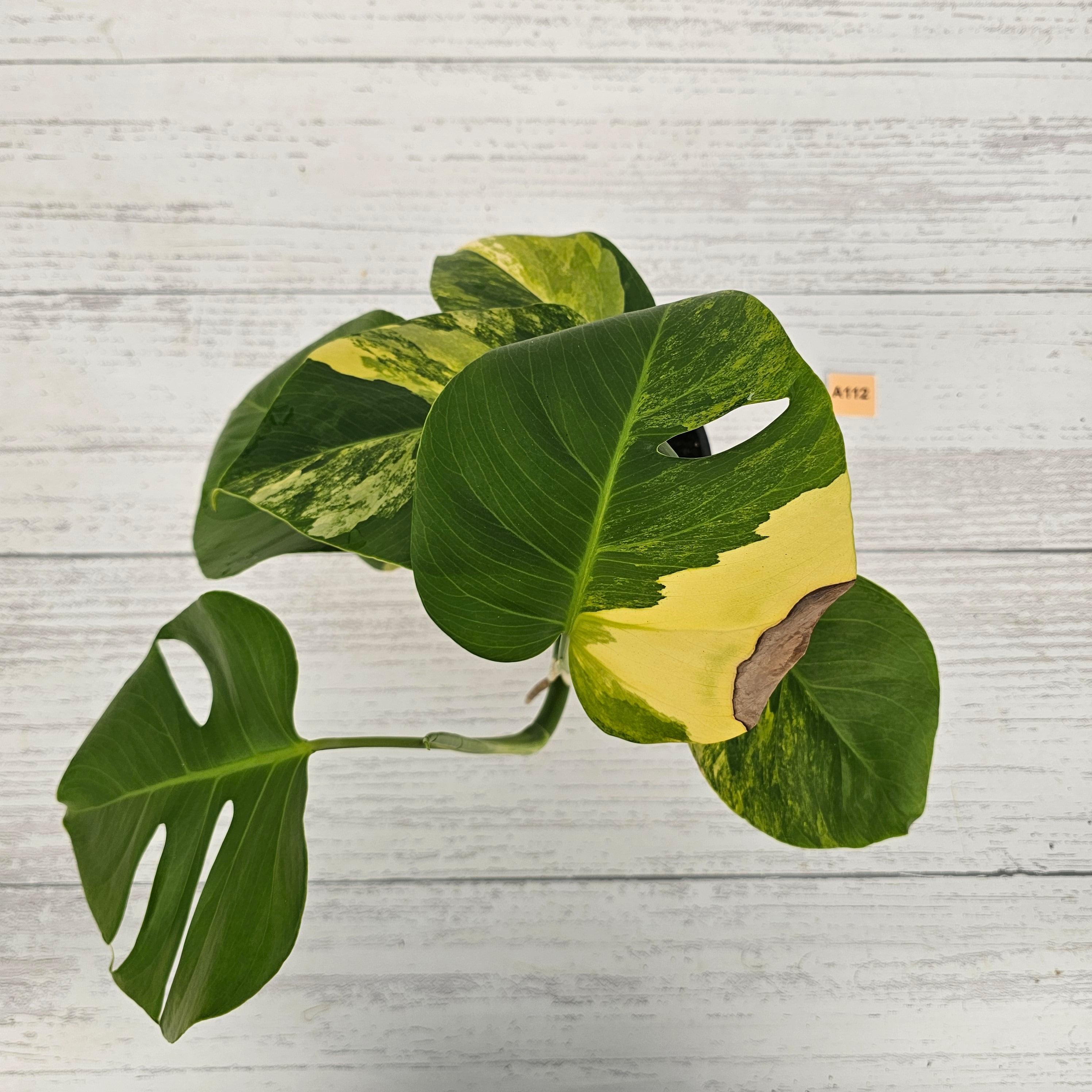 Monstera borsigiana &#39;Aurea&#39;