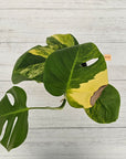 Monstera borsigiana 'Aurea'