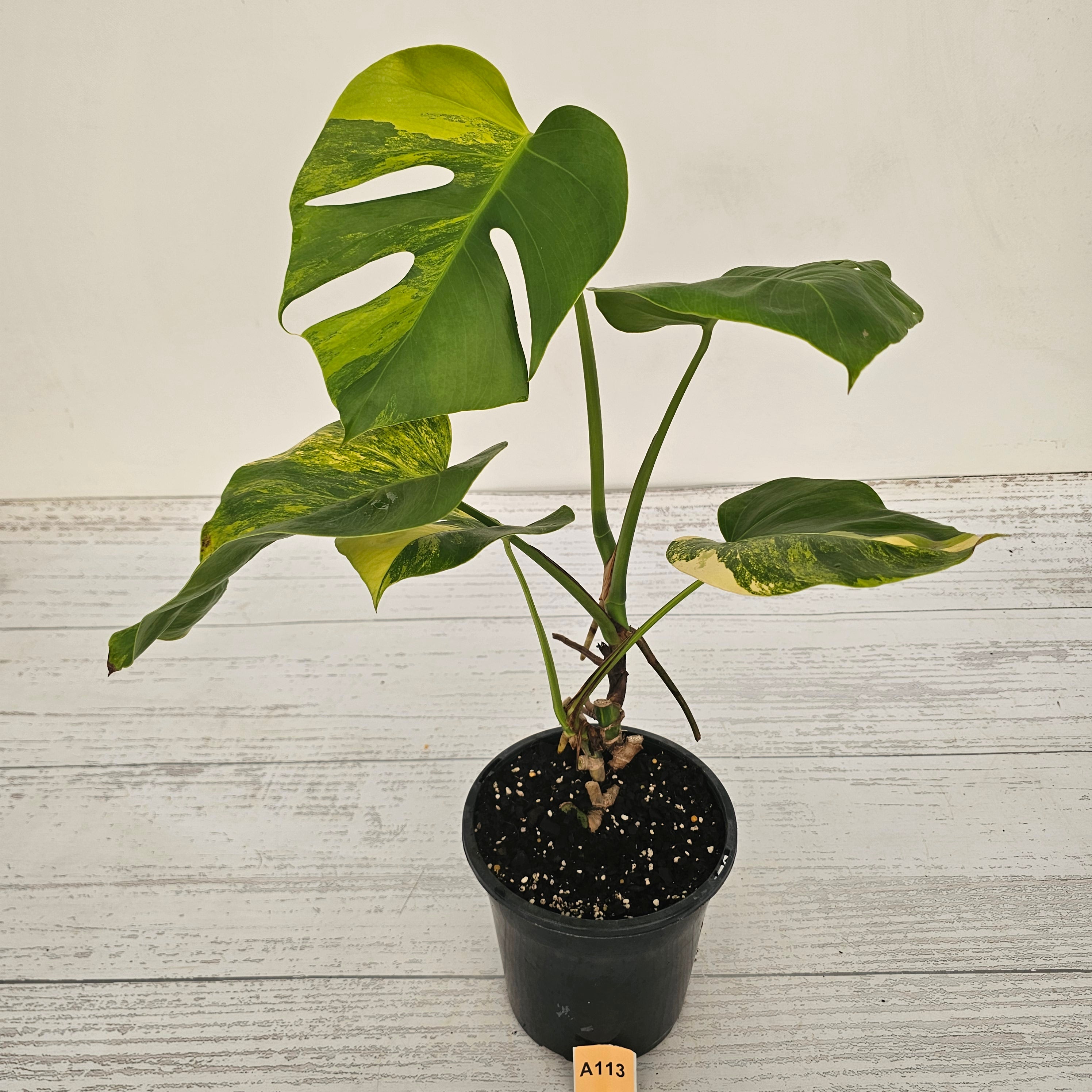 Monstera borsigiana &#39;Aurea&#39;