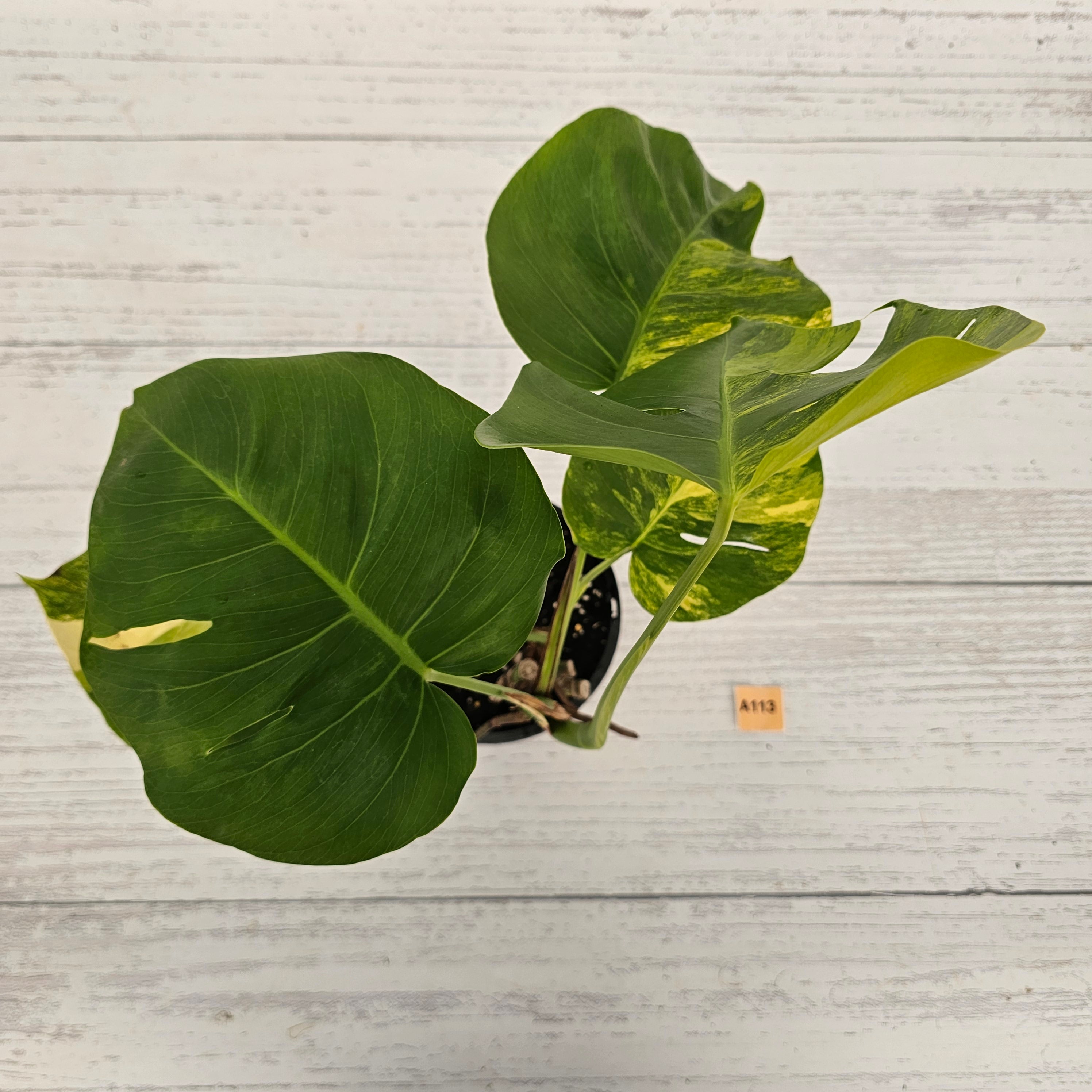 Monstera borsigiana &#39;Aurea&#39;