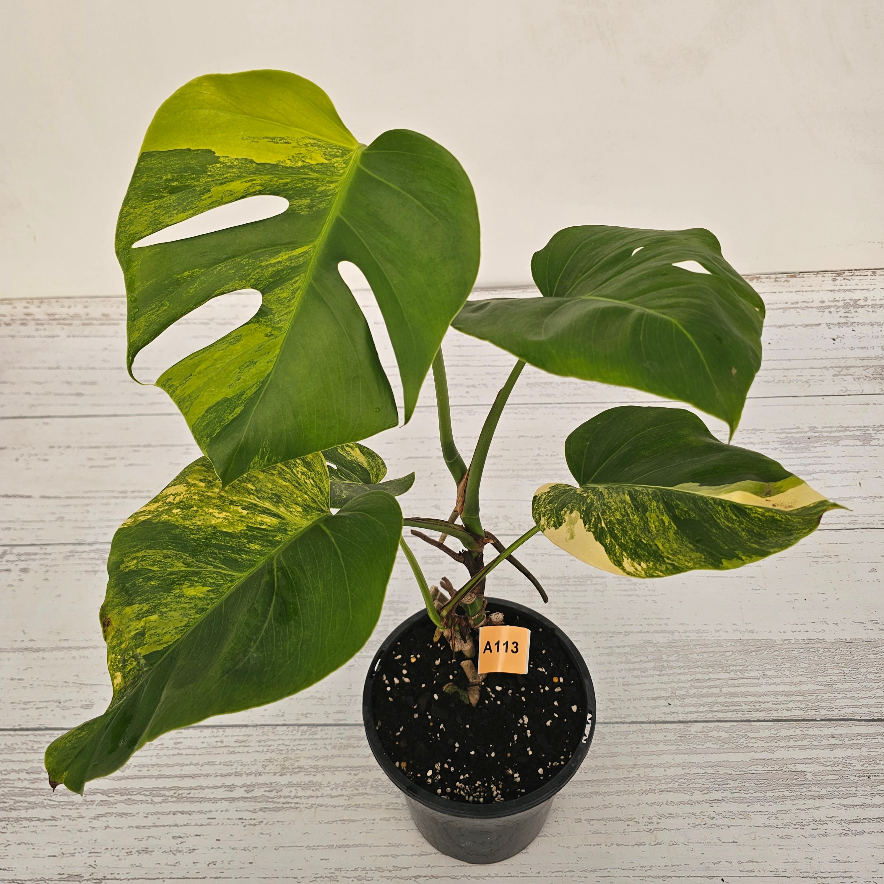 Monstera borsigiana &#39;Aurea&#39;