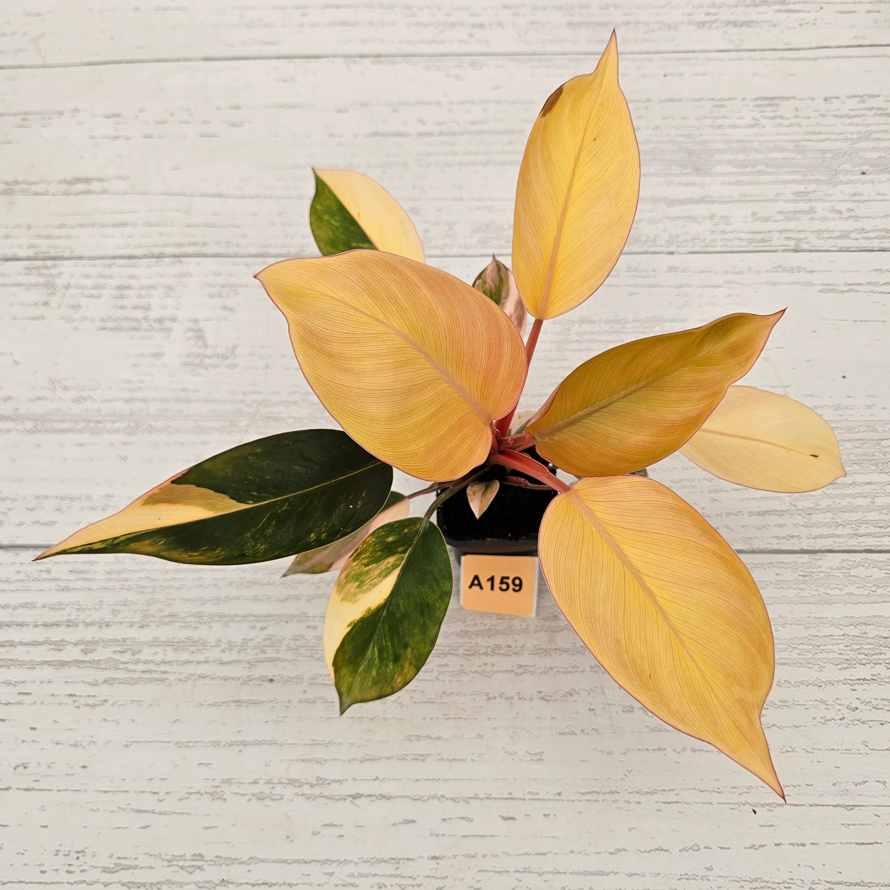 Philodendron &#39;Rojo Congo Variegated&#39;