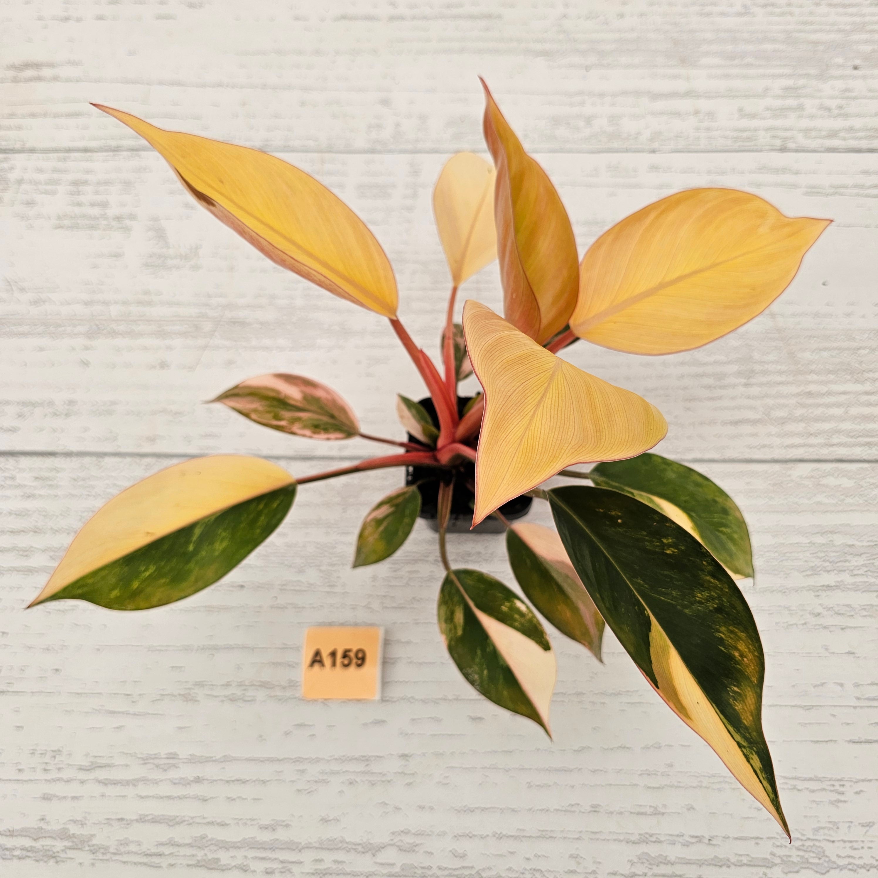 Philodendron &#39;Rojo Congo Variegated&#39;