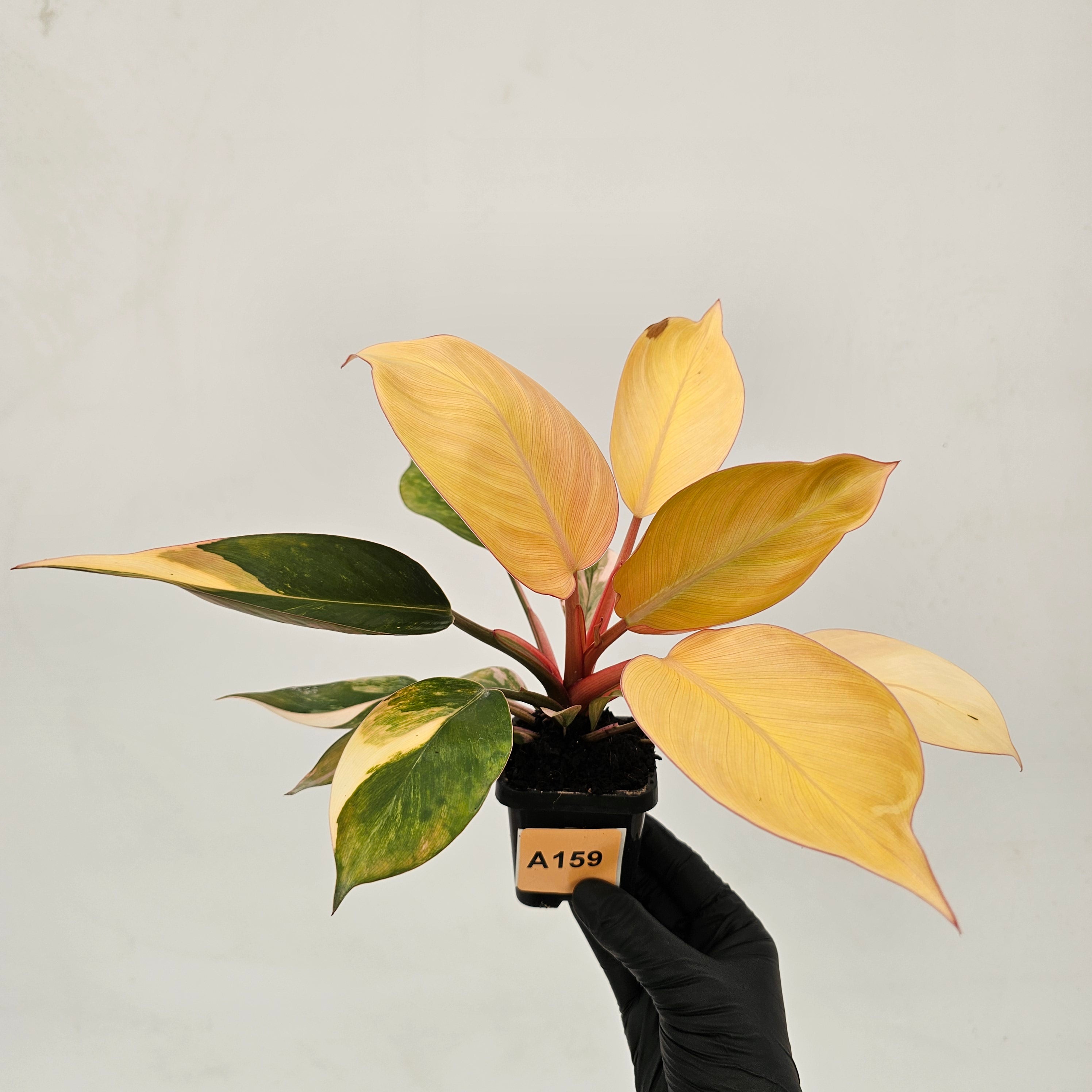 Philodendron &#39;Rojo Congo Variegated&#39;