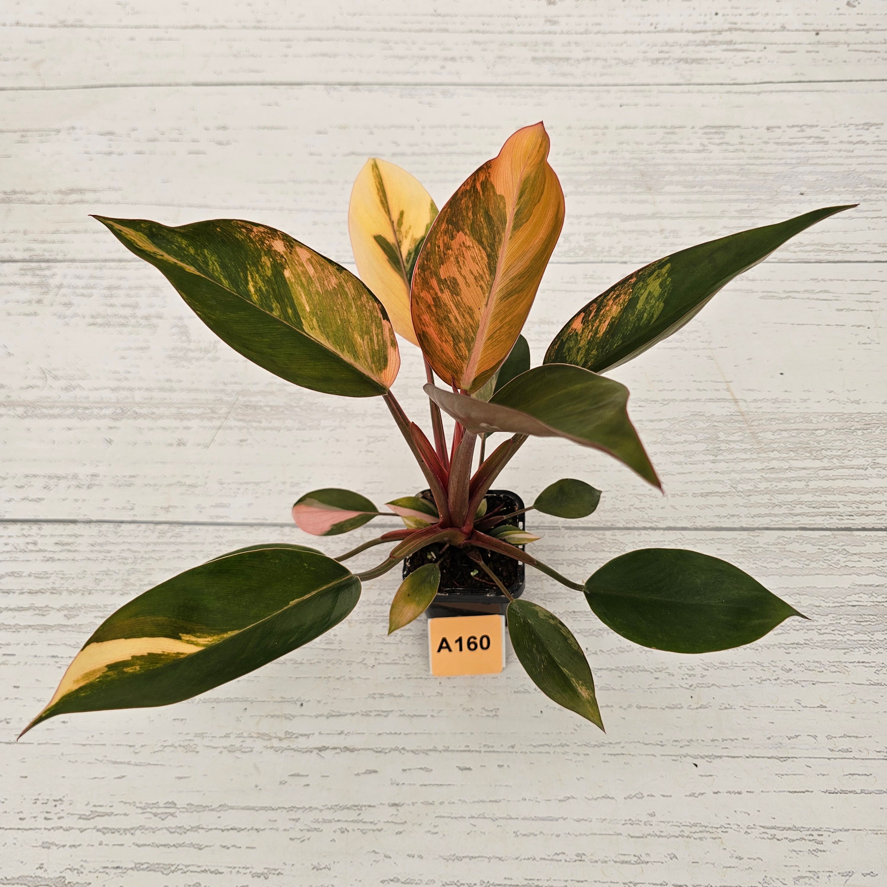 Philodendron &#39;Rojo Congo Variegated&#39;