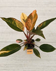 Philodendron 'Rojo Congo Variegated'