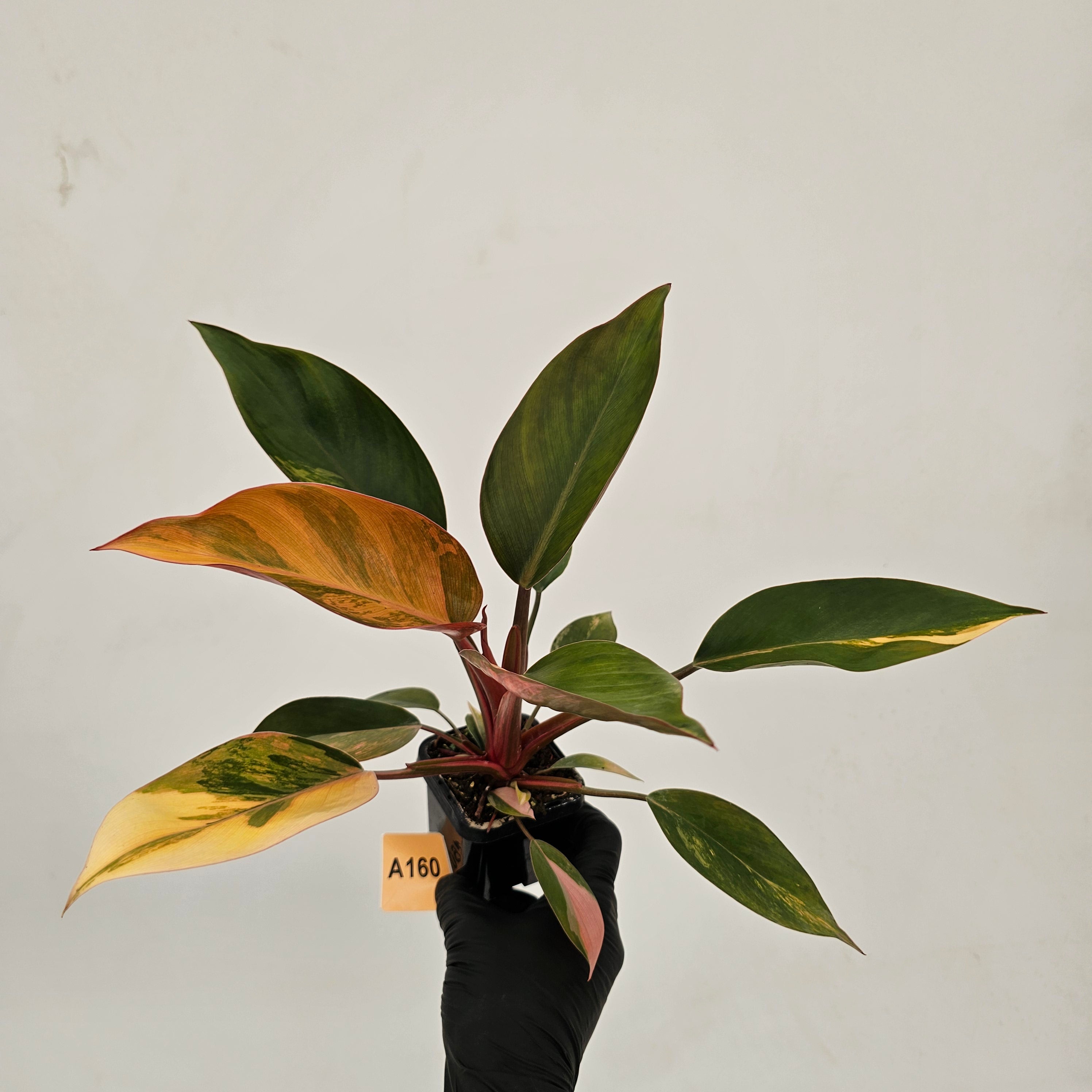 Philodendron &#39;Rojo Congo Variegated&#39;