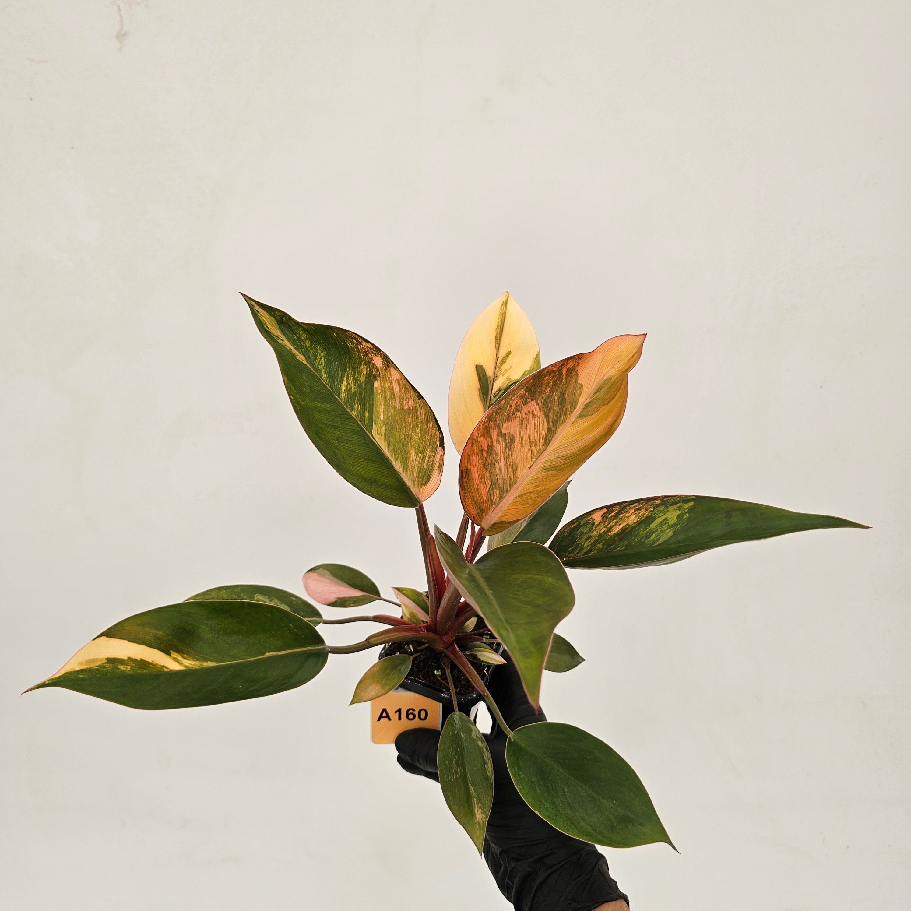 Philodendron &#39;Rojo Congo Variegated&#39;