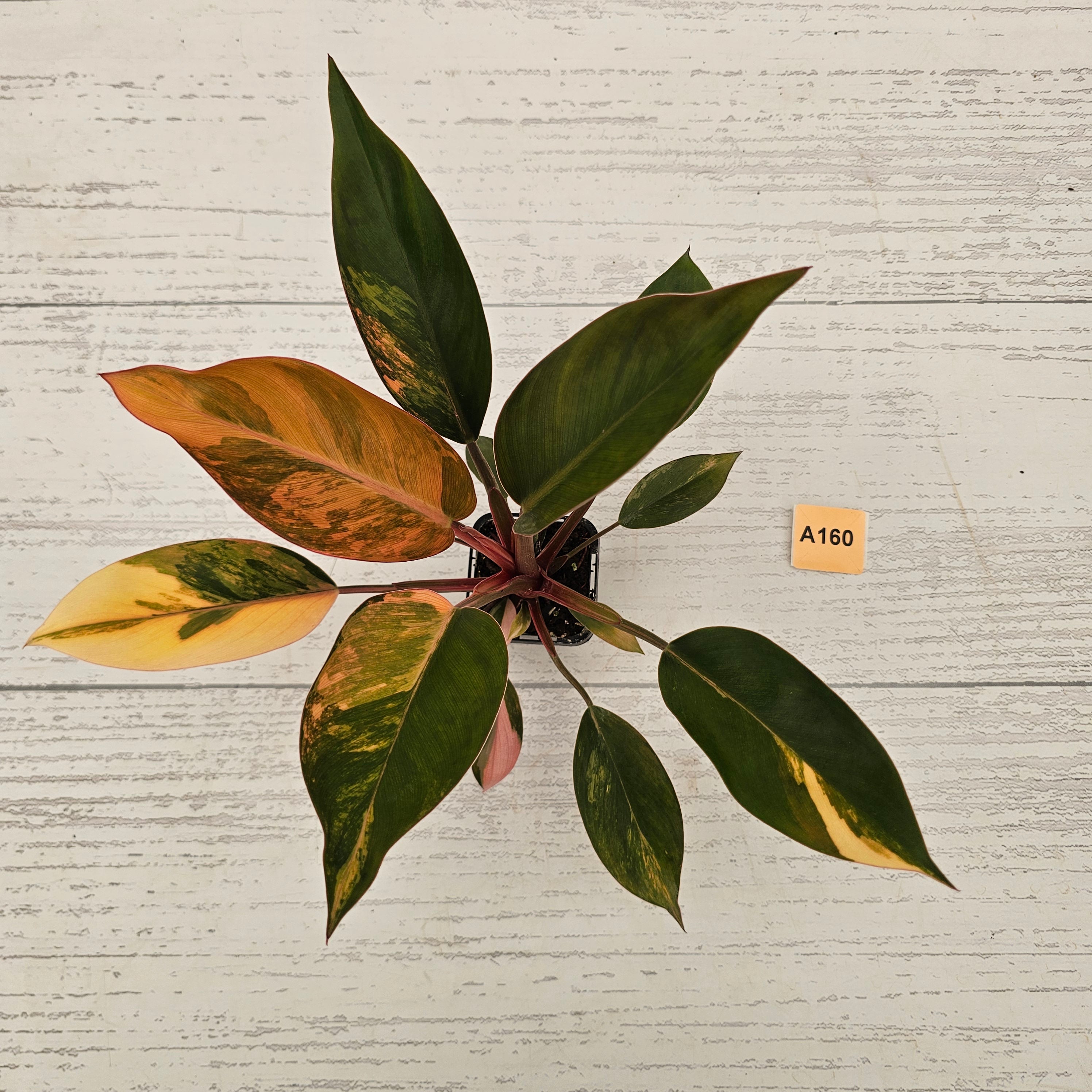 Philodendron &#39;Rojo Congo Variegated&#39;