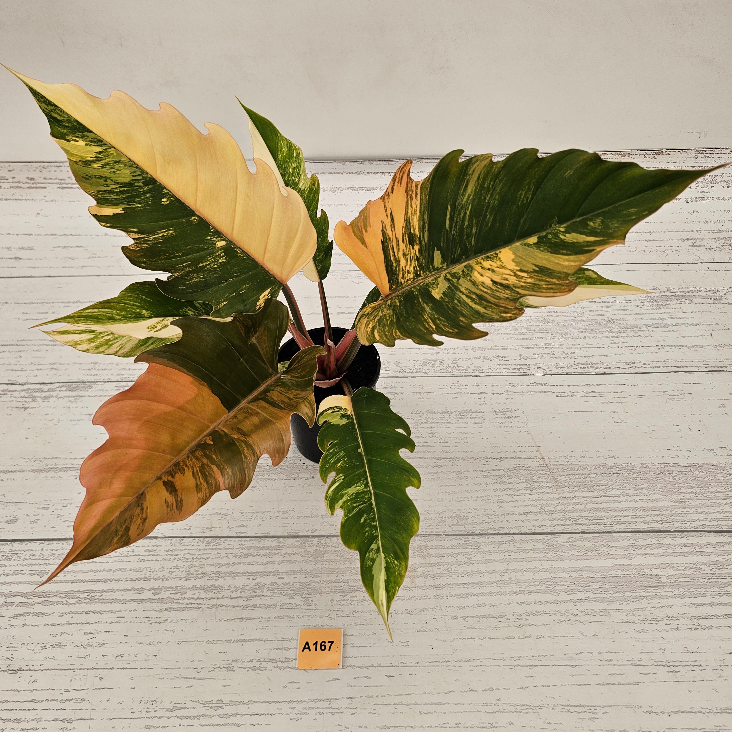 Philodendron serratum Caramel Marble