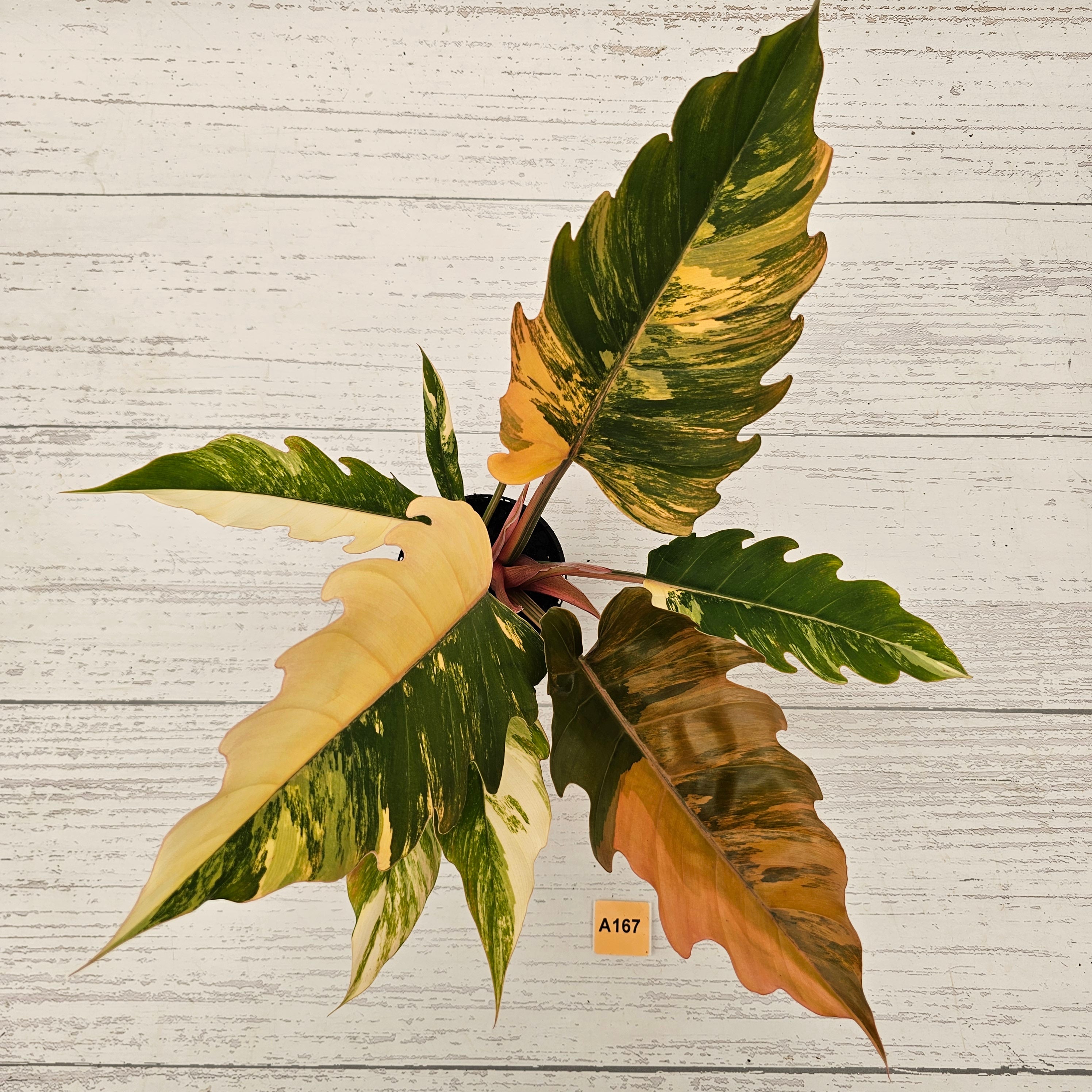 Philodendron serratum Caramel Marble