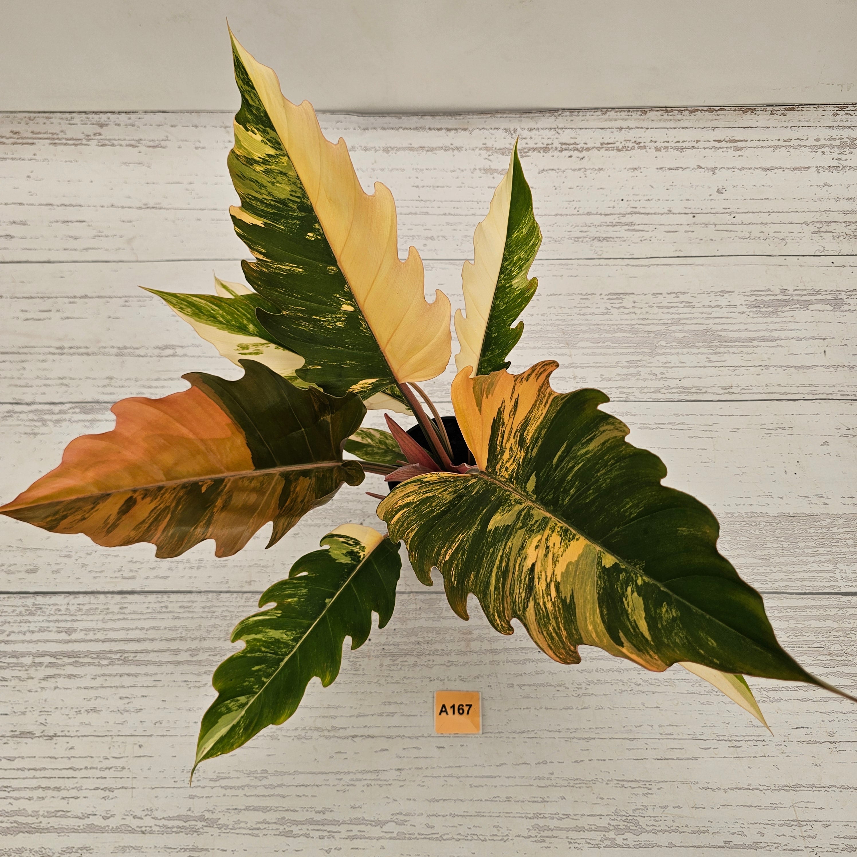 Philodendron serratum Caramel Marble