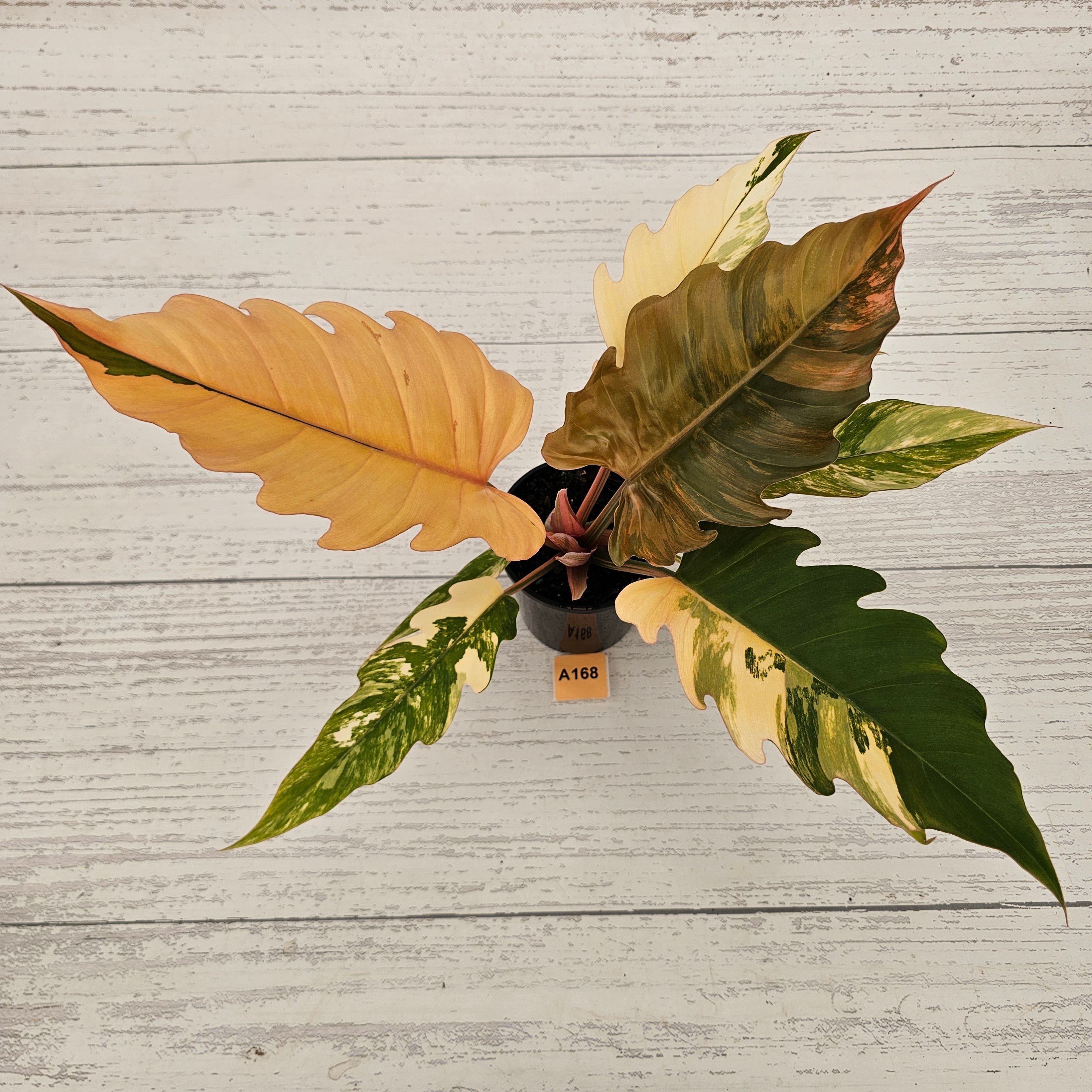 Philodendron serratum Caramel Marble