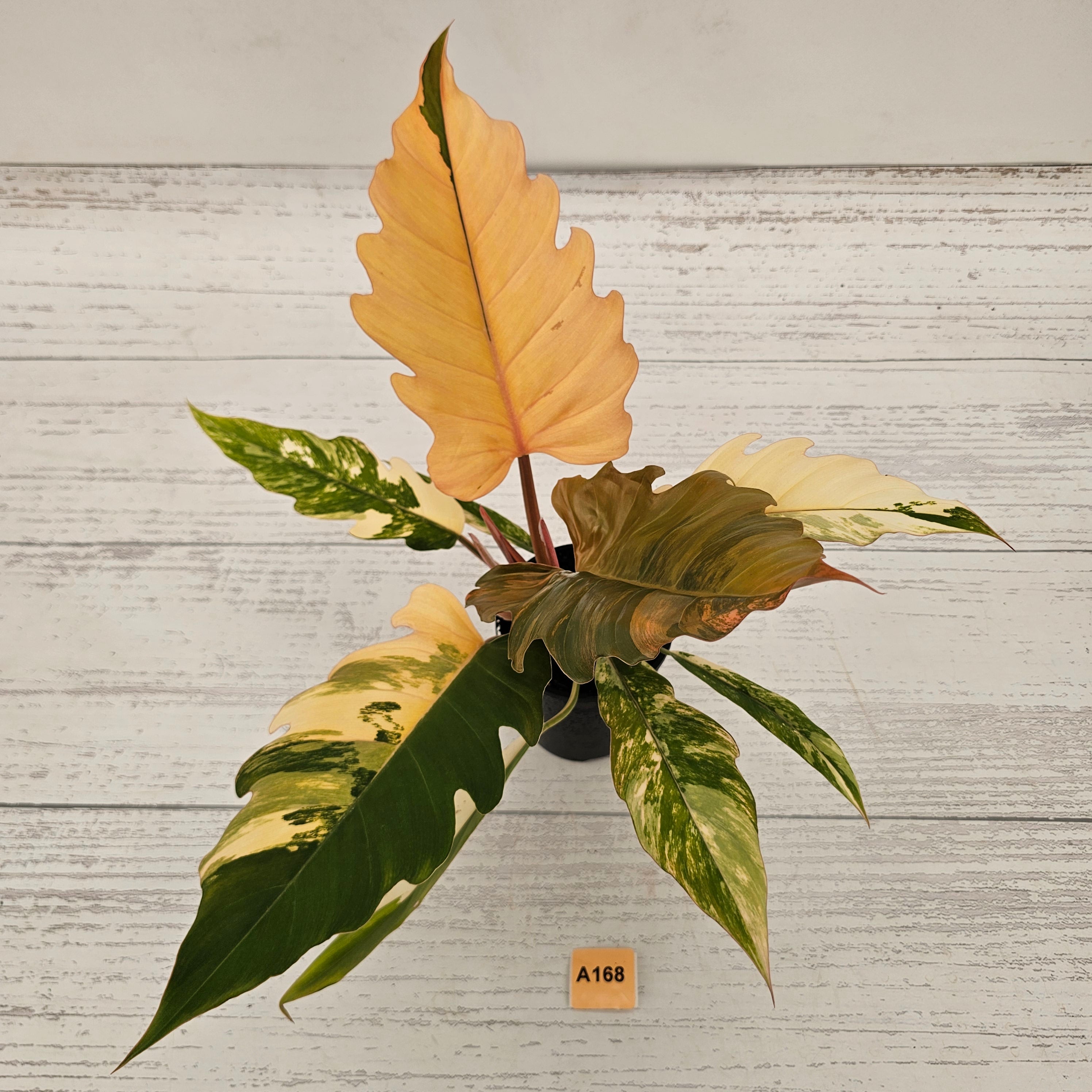 Philodendron serratum Caramel Marble
