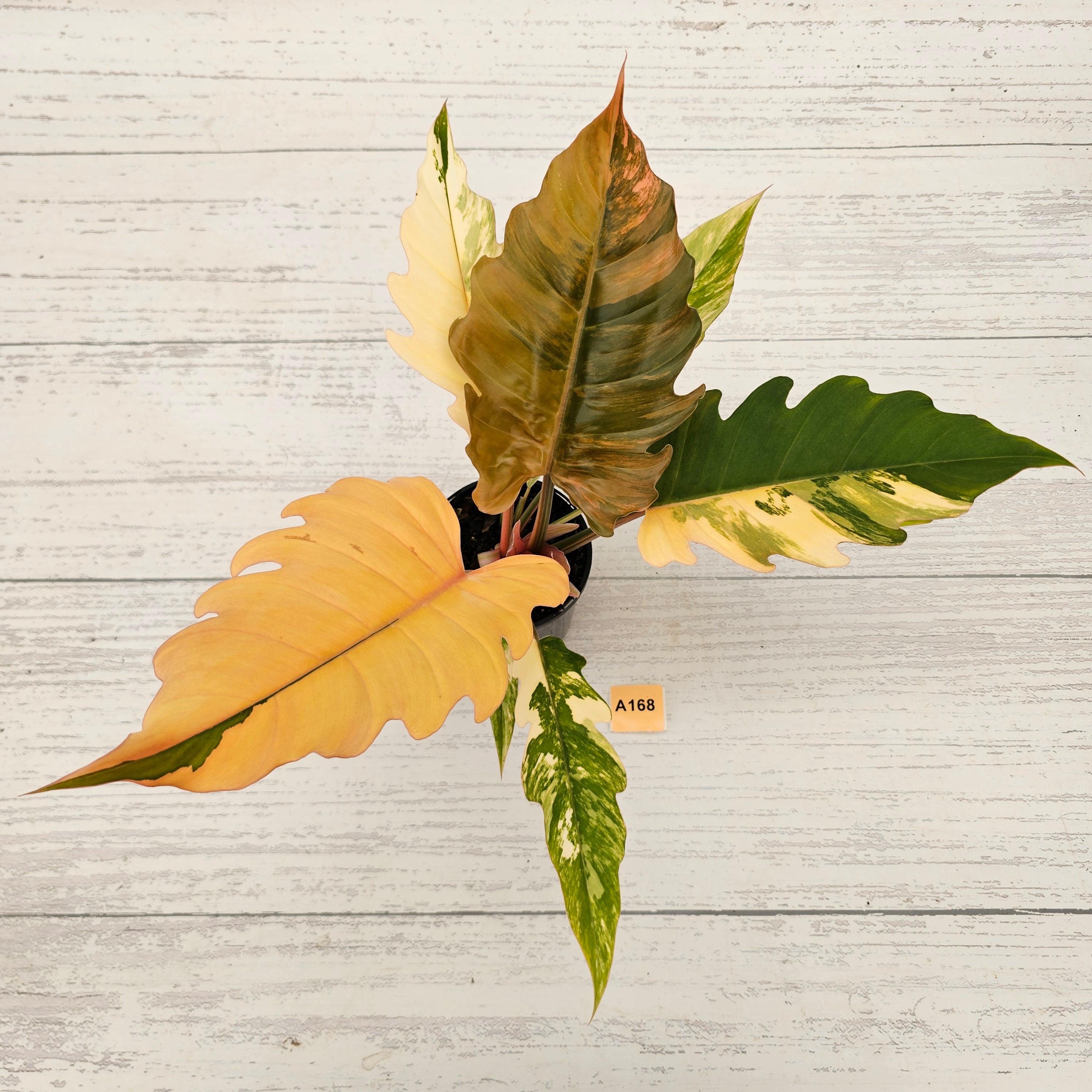 Philodendron serratum Caramel Marble