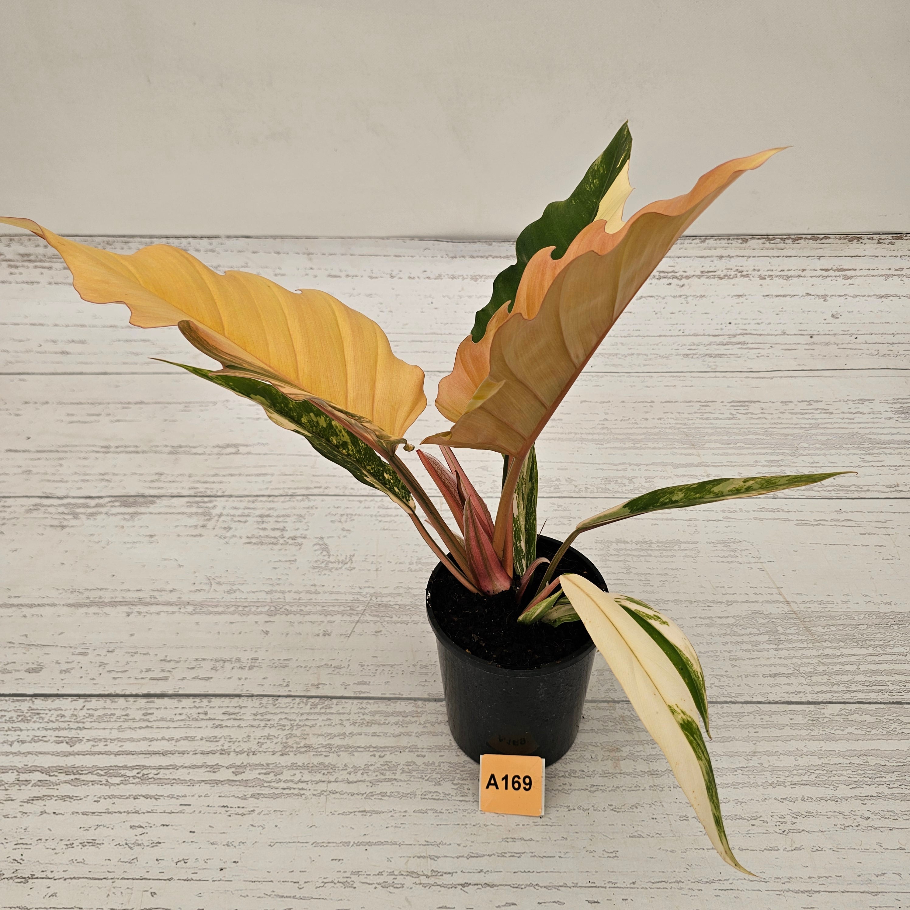 Philodendron serratum Caramel Marble