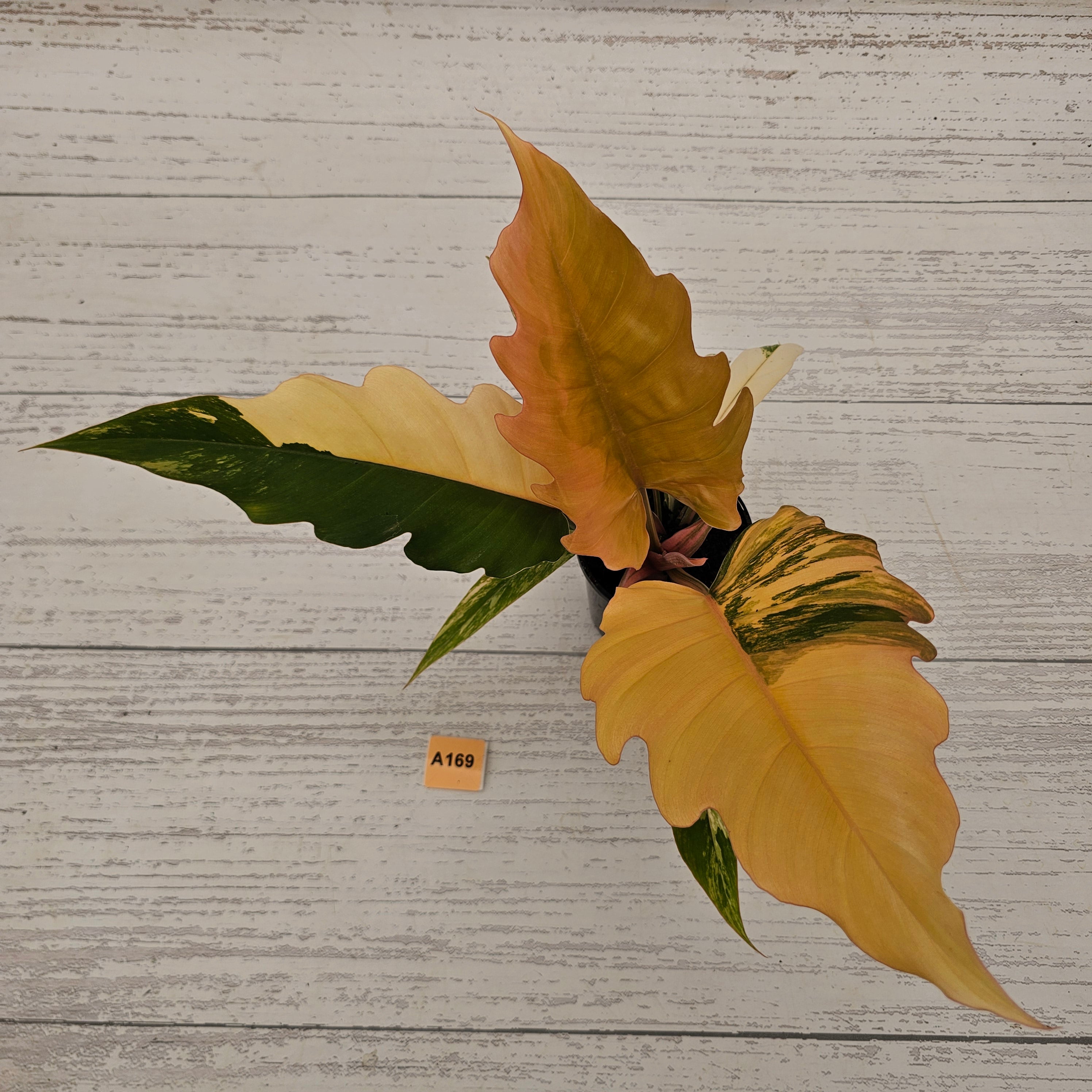 Philodendron serratum Caramel Marble