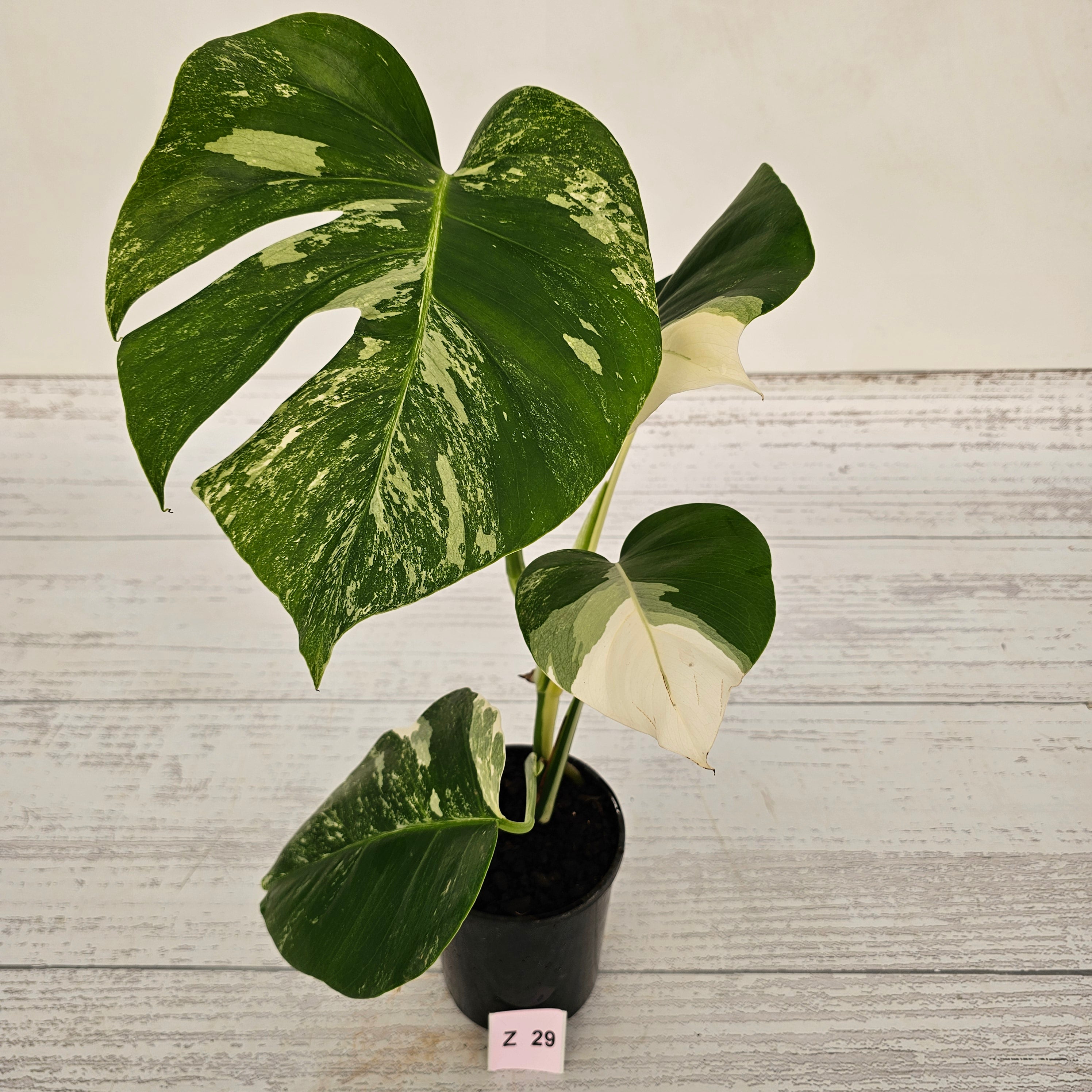 Monstera borsigiana &#39;Albo&#39;