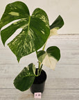 Monstera borsigiana 'Albo'