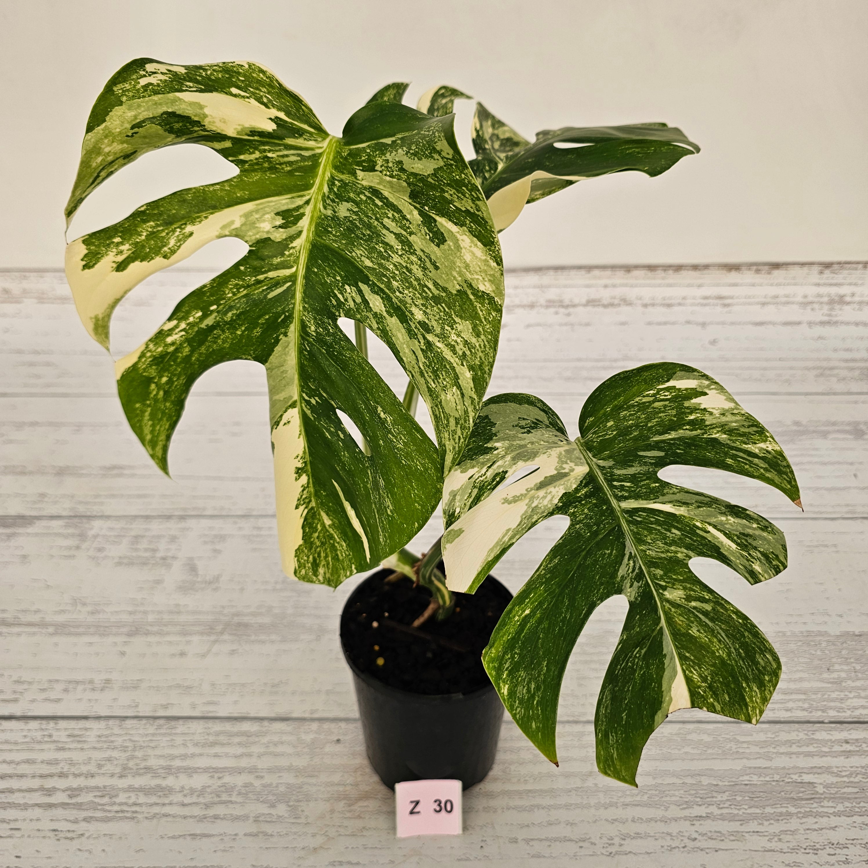 Monstera borsigiana &#39;Albo&#39;