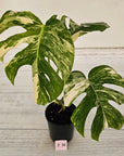 Monstera borsigiana 'Albo'