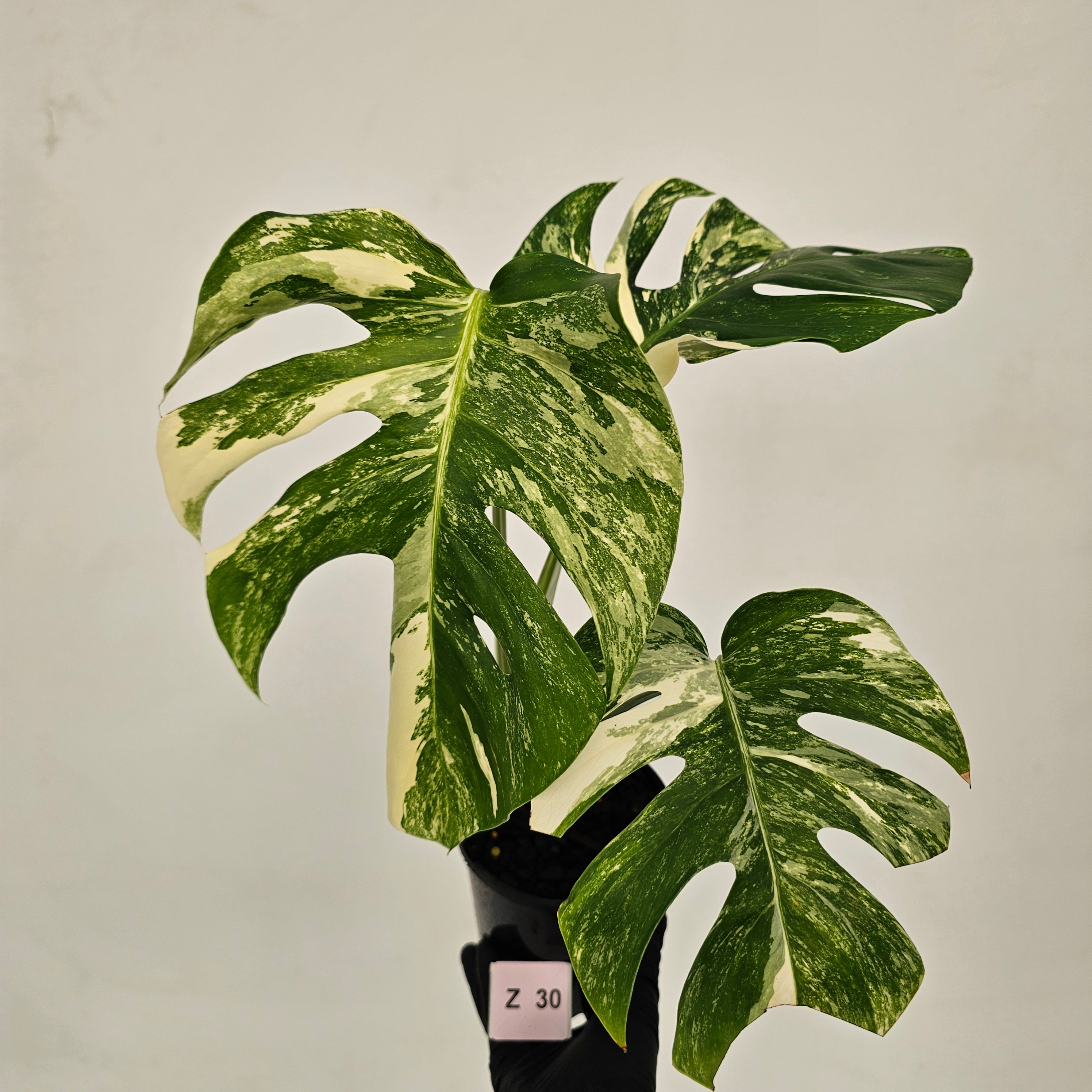 Monstera borsigiana &#39;Albo&#39;