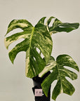Monstera borsigiana 'Albo'