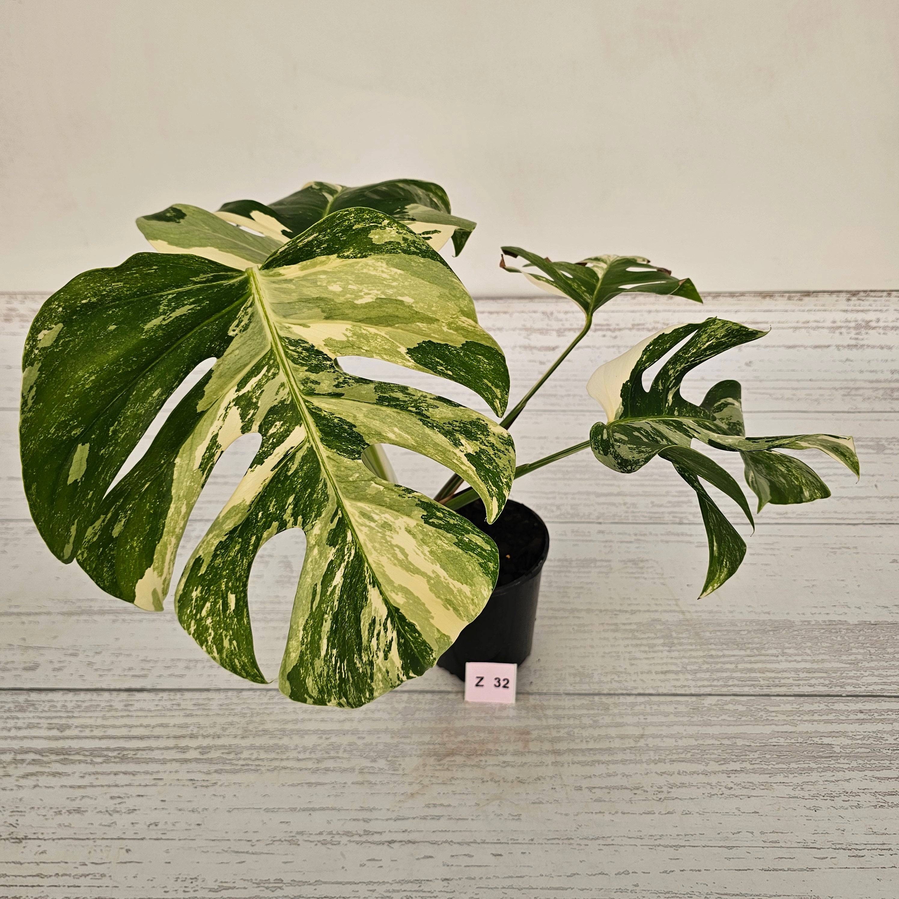 Monstera borsigiana &#39;Albo&#39;