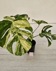 Monstera borsigiana 'Albo'