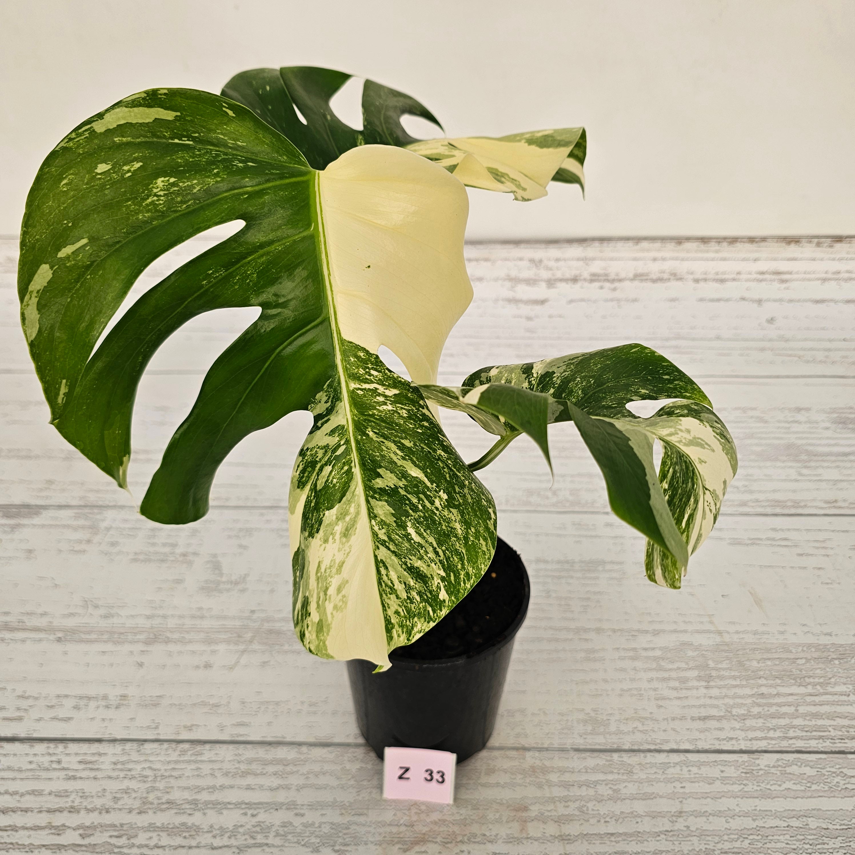 Monstera borsigiana &#39;Albo&#39;