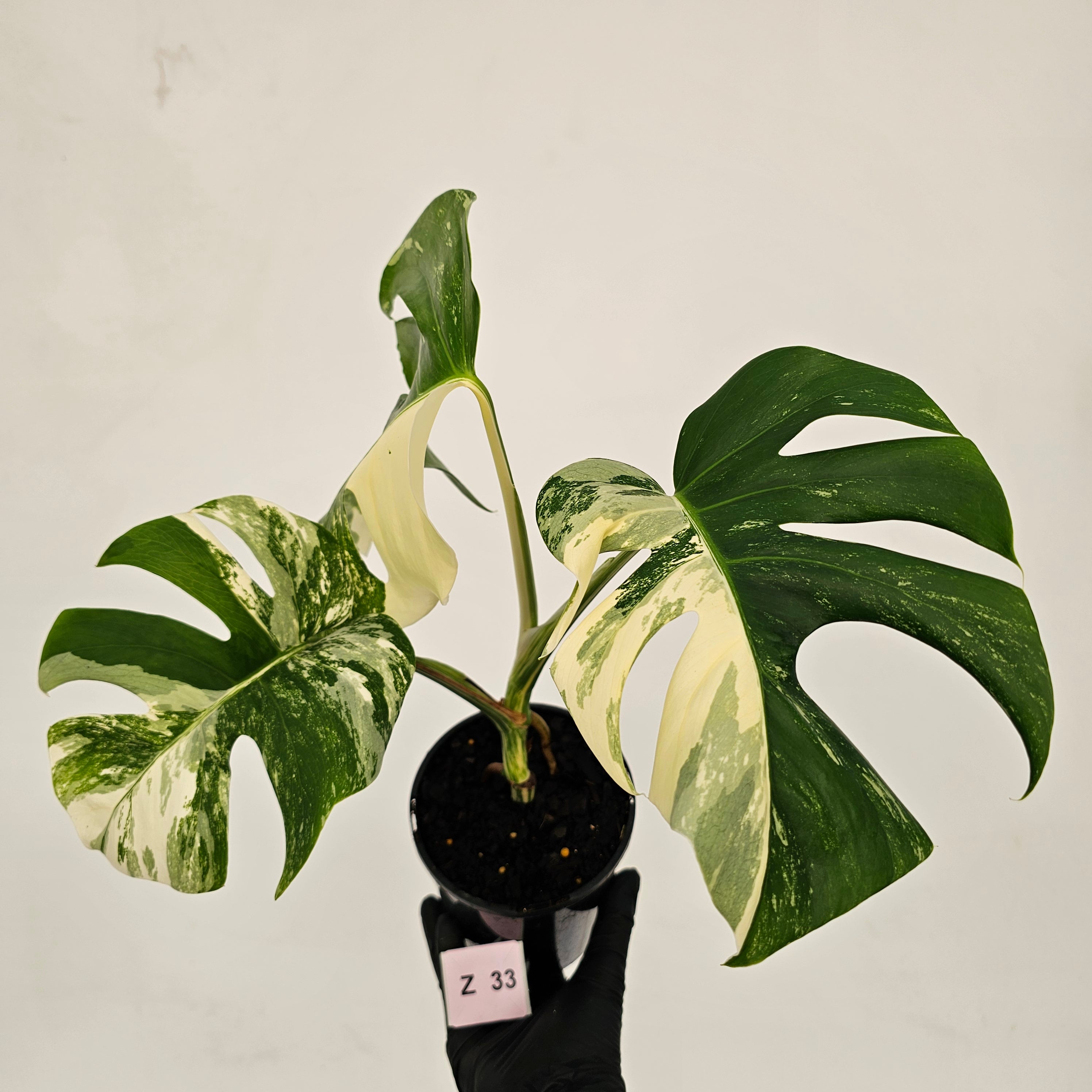 Monstera borsigiana &#39;Albo&#39;