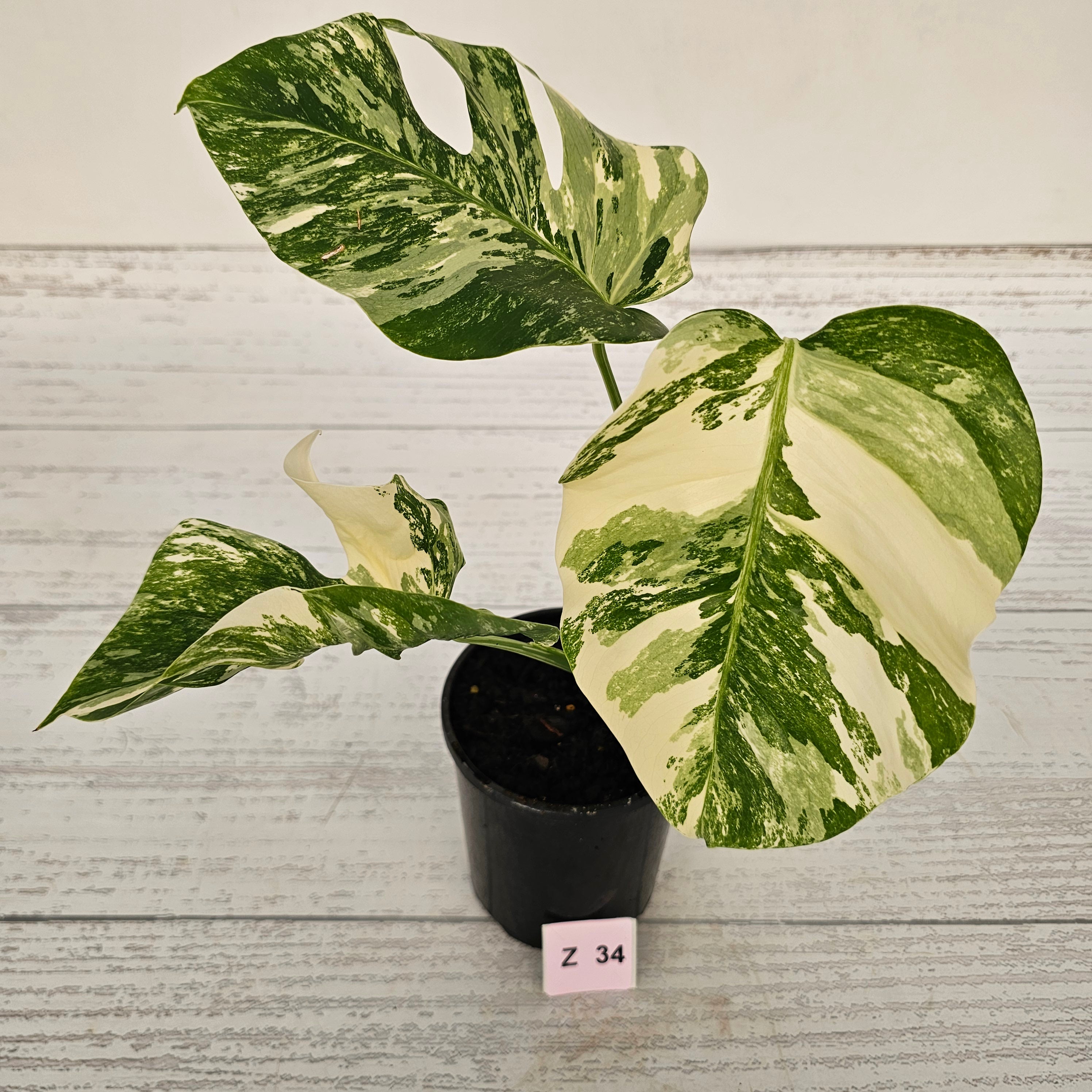 Monstera borsigiana &#39;Albo&#39;