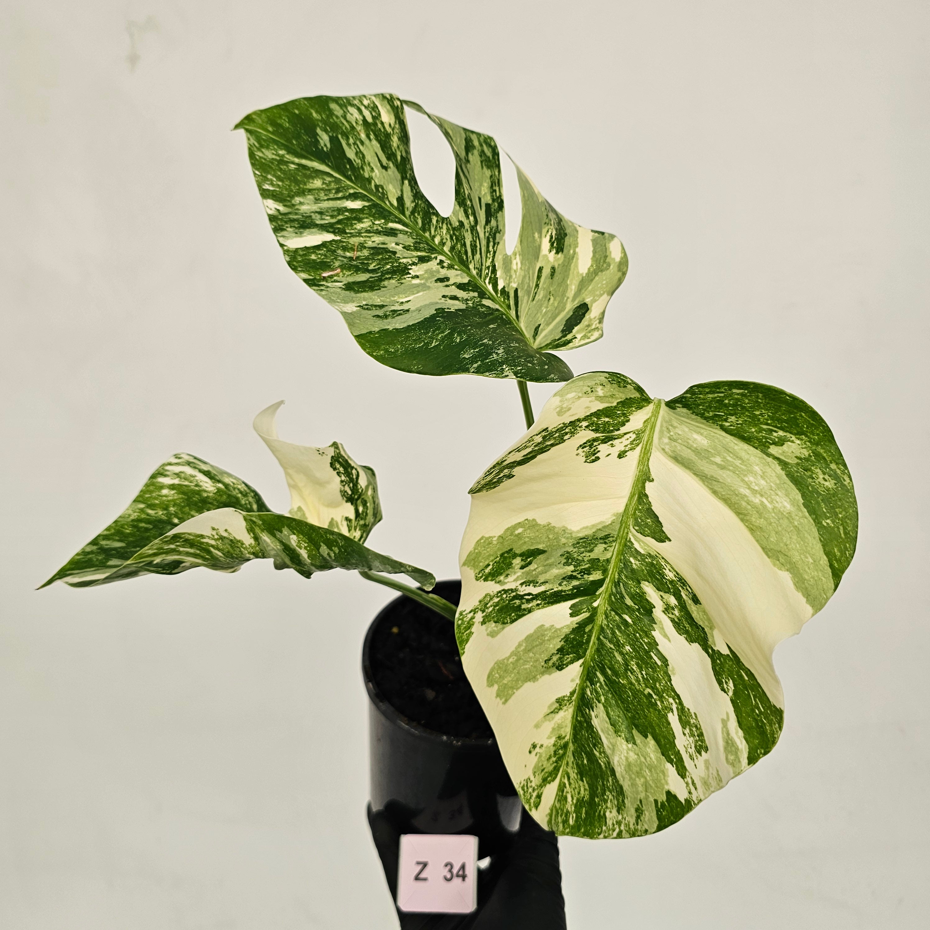 Monstera borsigiana &#39;Albo&#39;