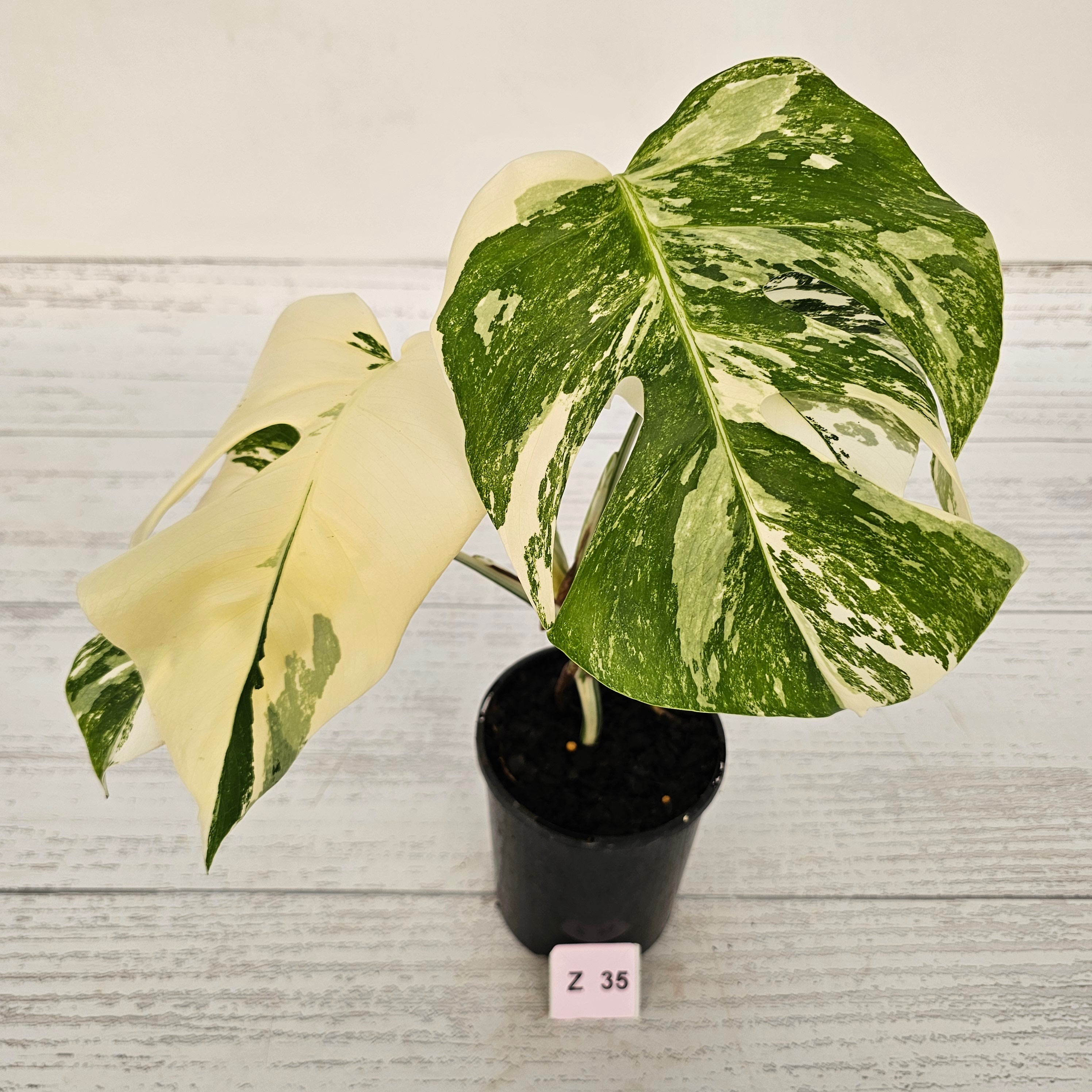 Monstera borsigiana &#39;Albo&#39;