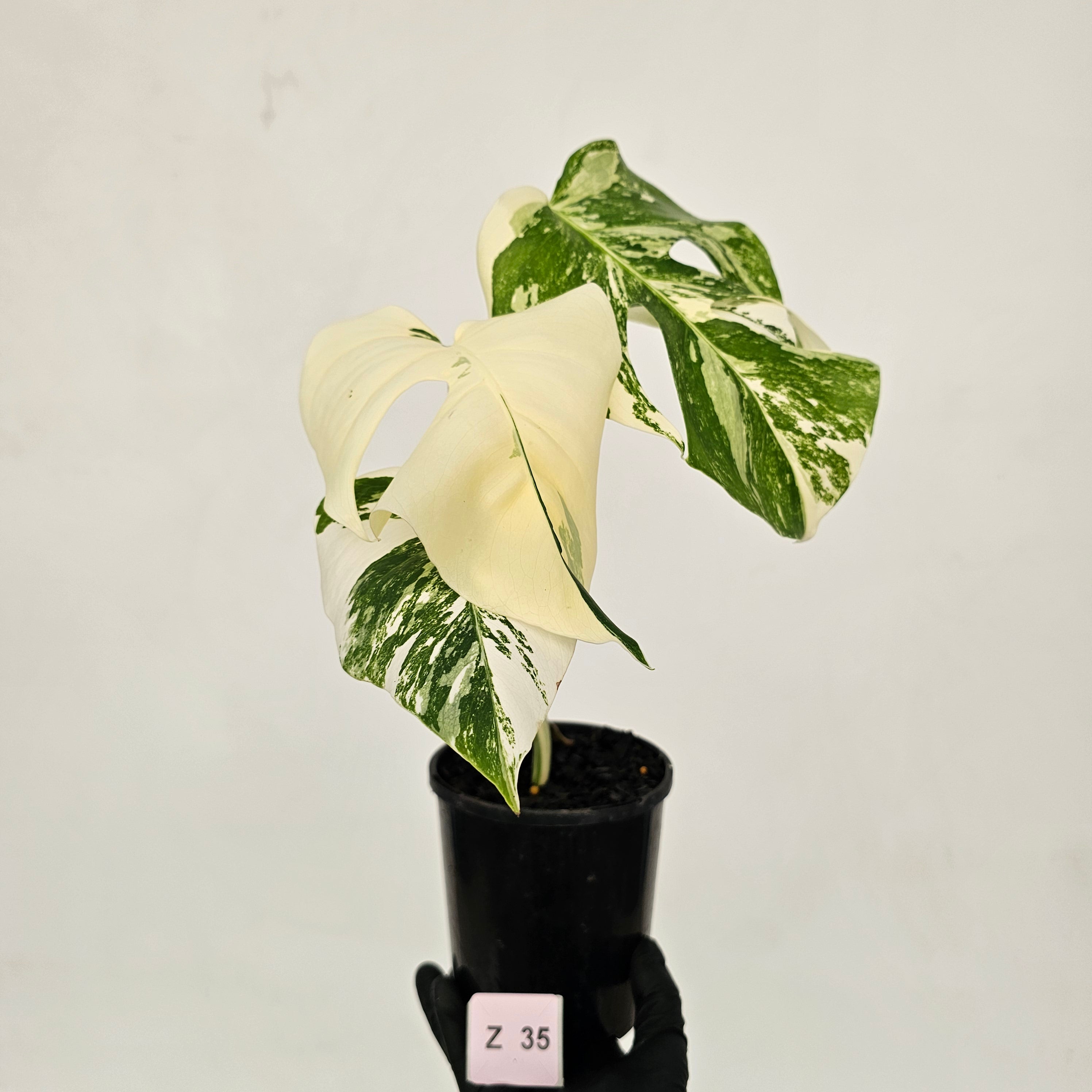 Monstera borsigiana &#39;Albo&#39;