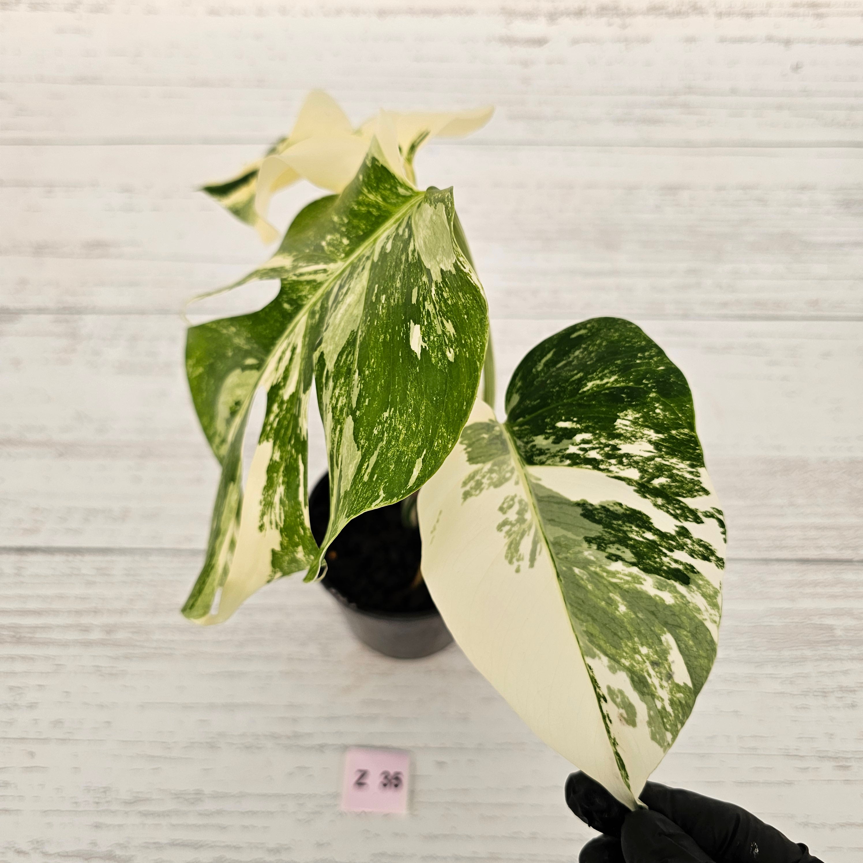 Monstera borsigiana &#39;Albo&#39;