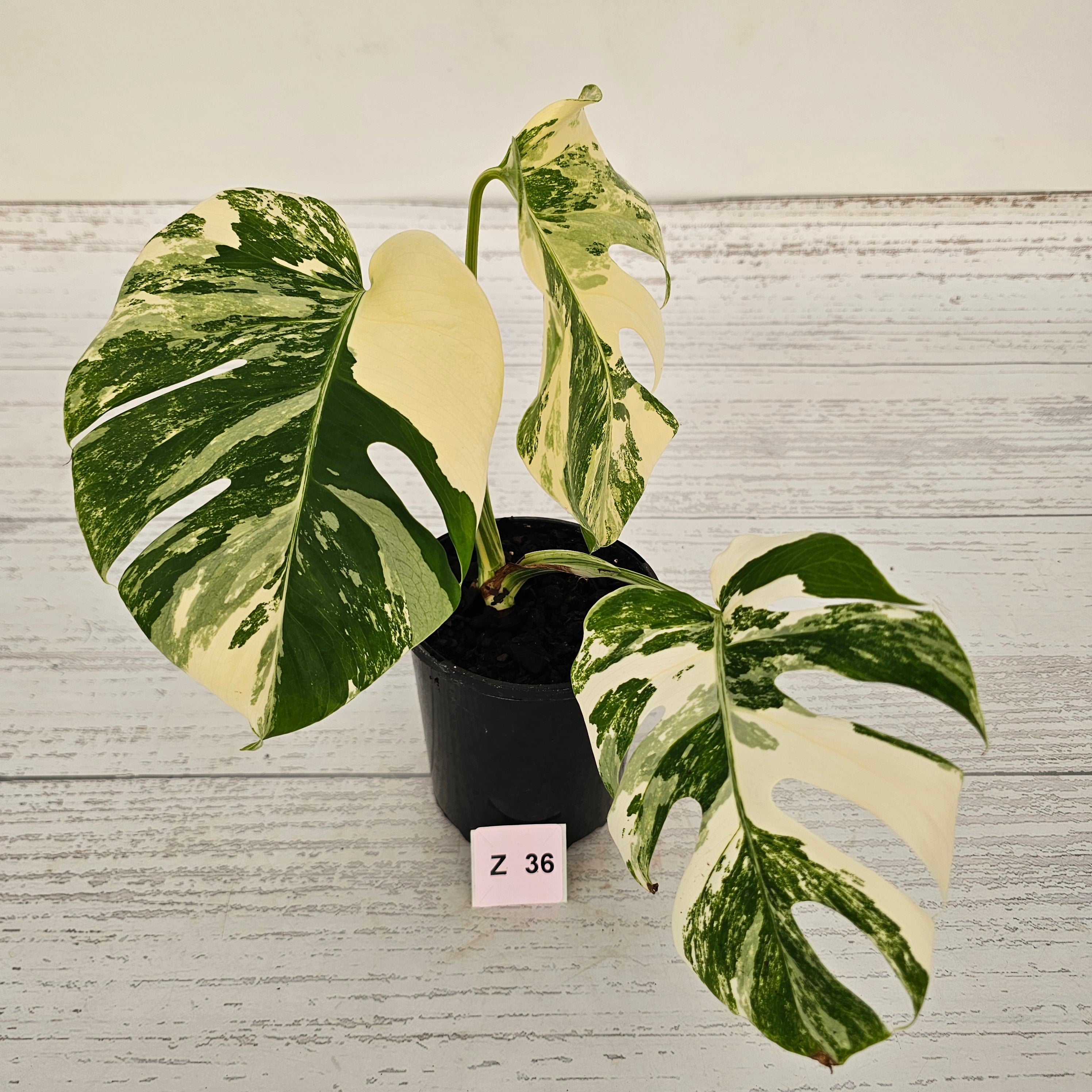 Monstera borsigiana &#39;Albo&#39;