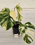 Monstera borsigiana 'Albo'