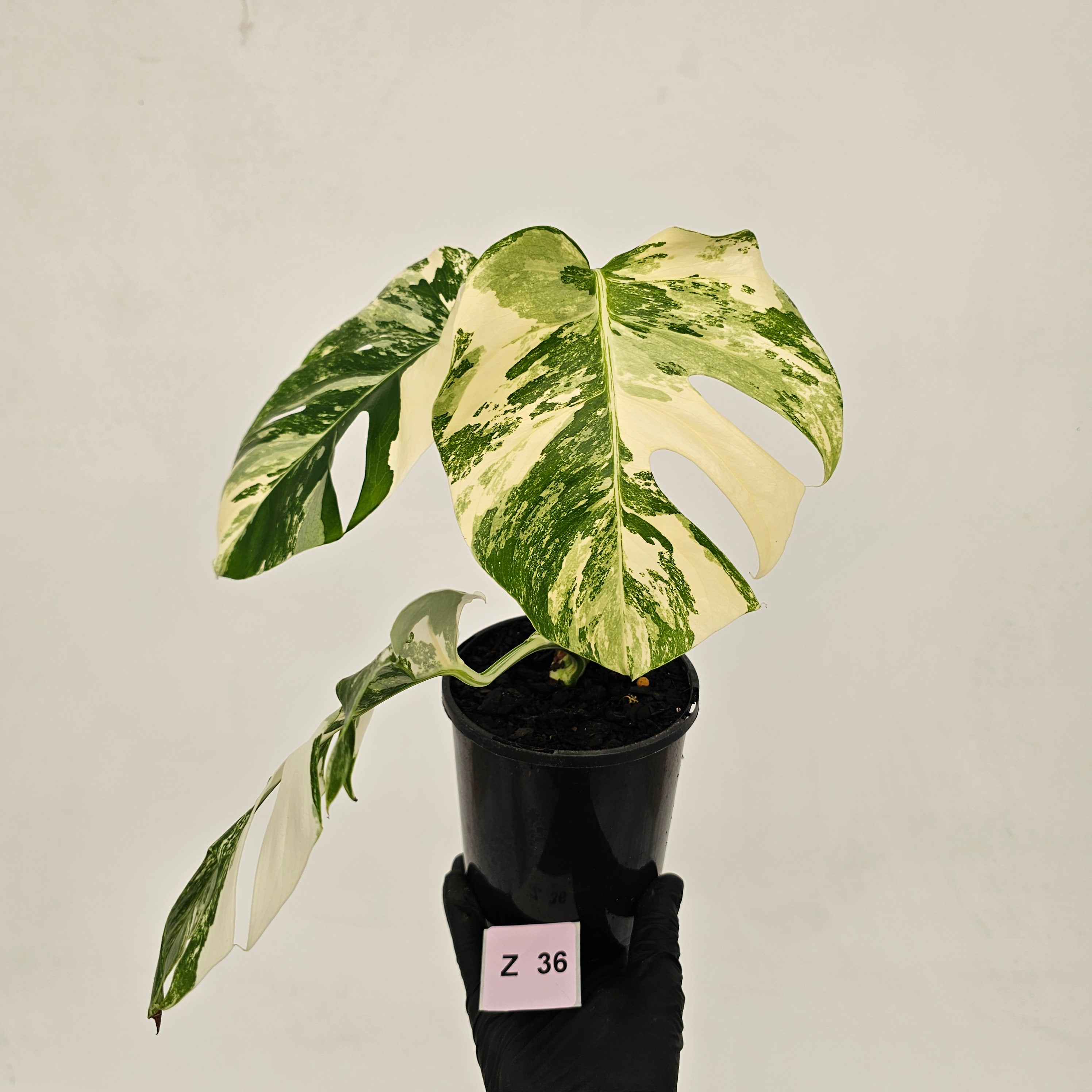 Monstera borsigiana &#39;Albo&#39;