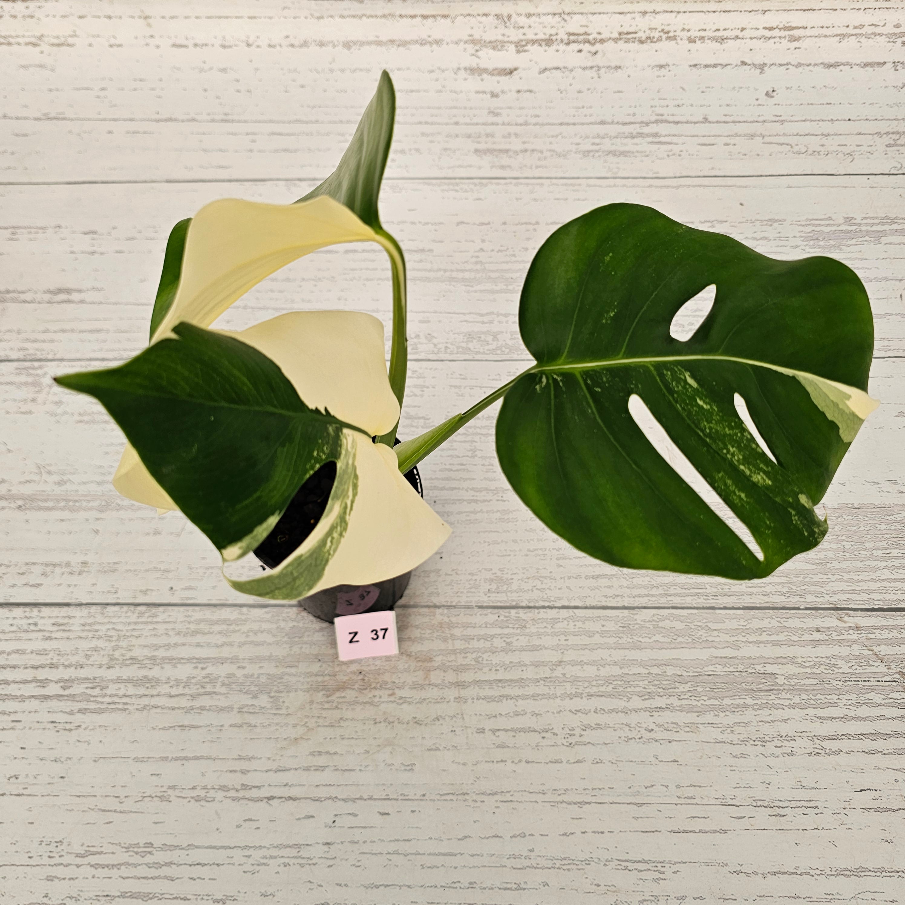 Monstera borsigiana &#39;Albo&#39;