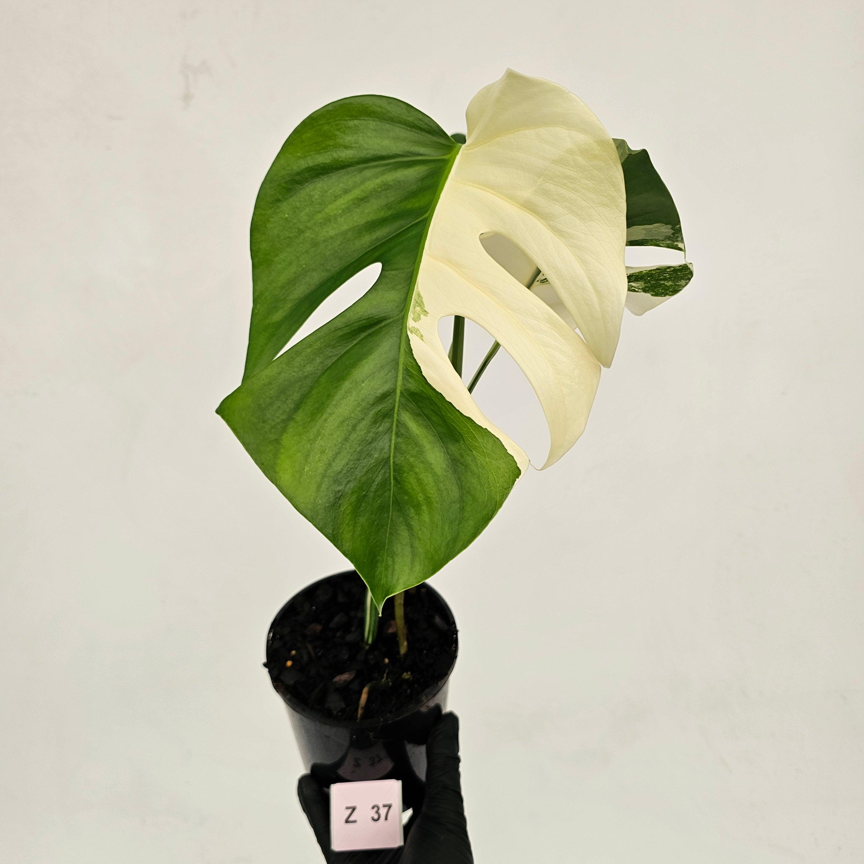 Monstera borsigiana &#39;Albo&#39;