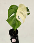 Monstera borsigiana 'Albo'