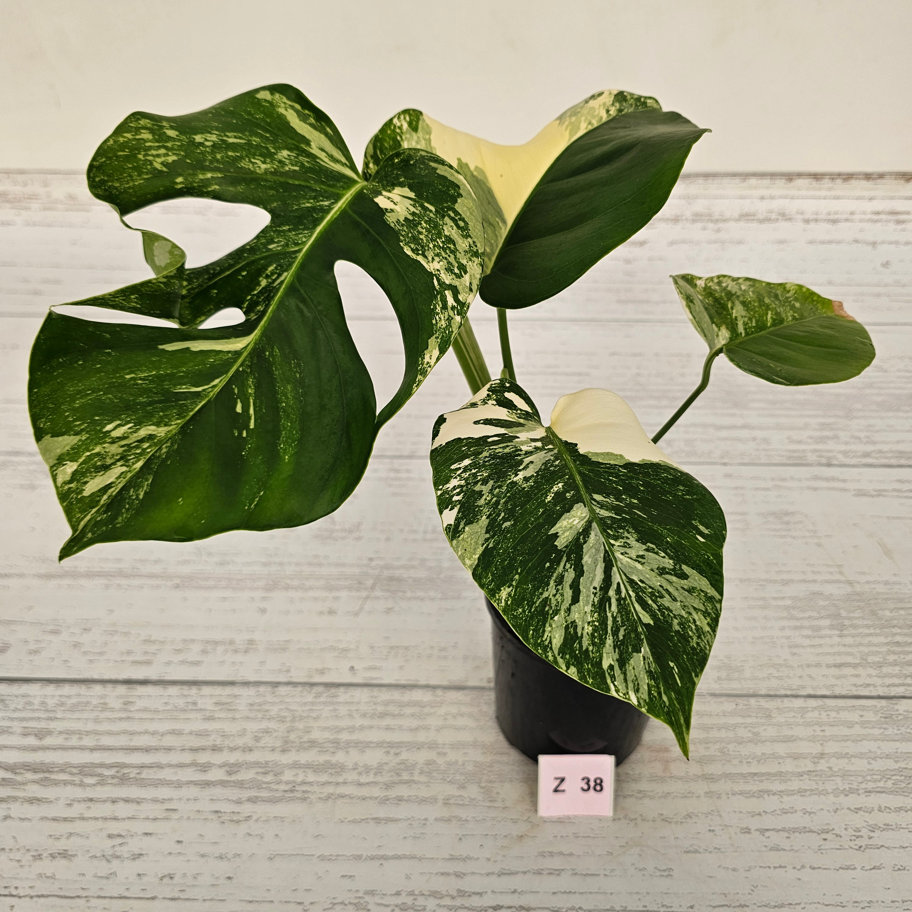 Monstera borsigiana &#39;Albo&#39;