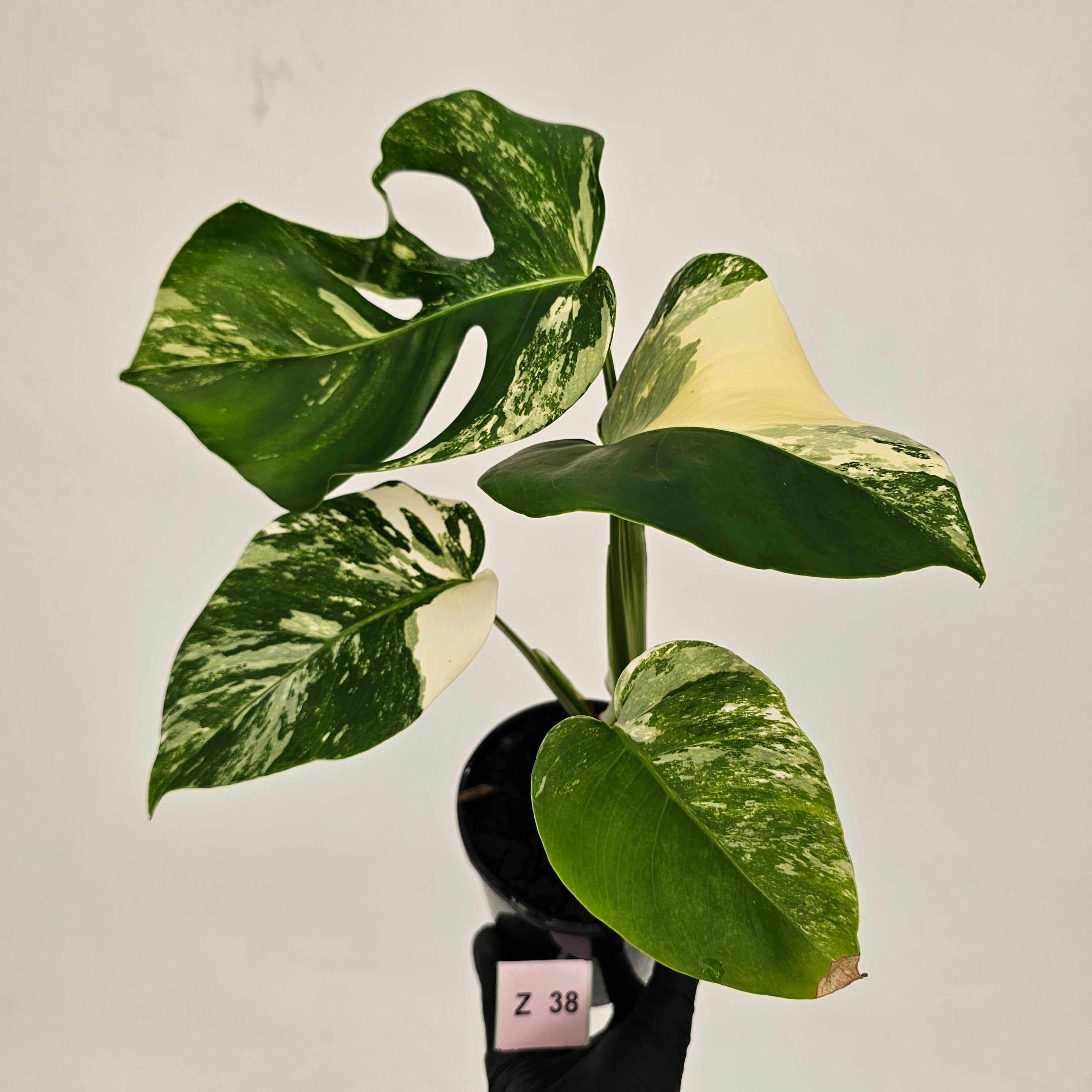 Monstera borsigiana &#39;Albo&#39;