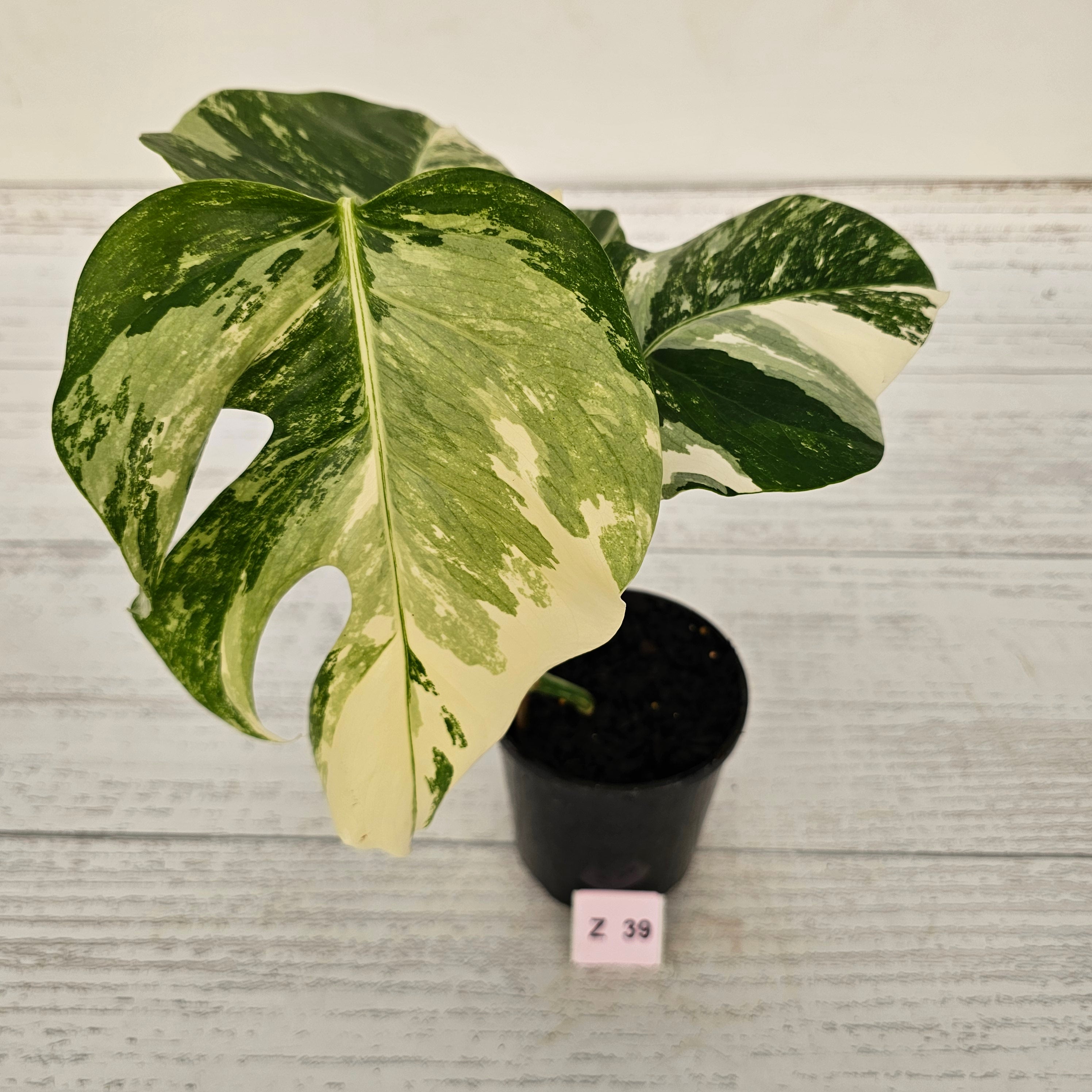 Monstera borsigiana &#39;Albo&#39;