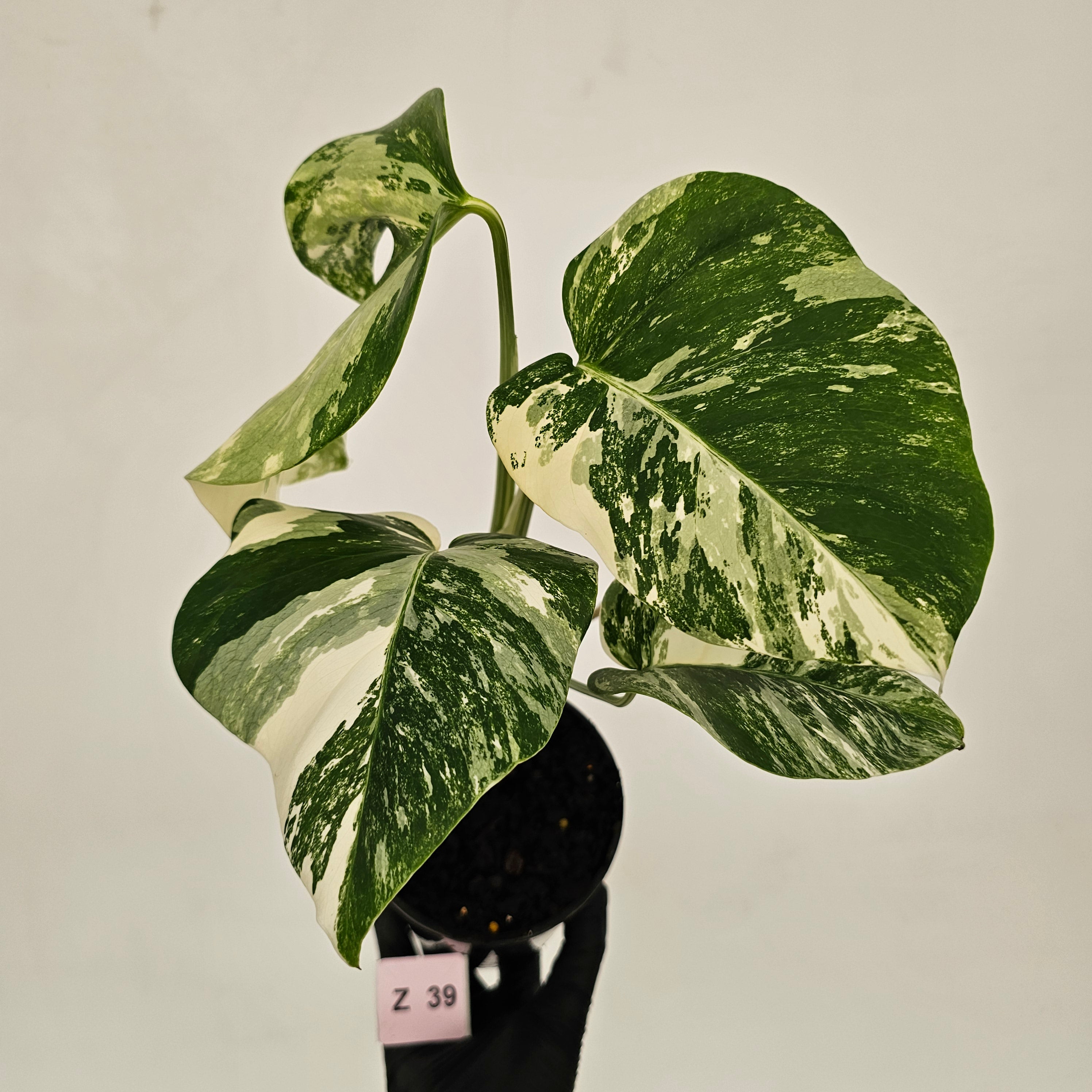 Monstera borsigiana &#39;Albo&#39;