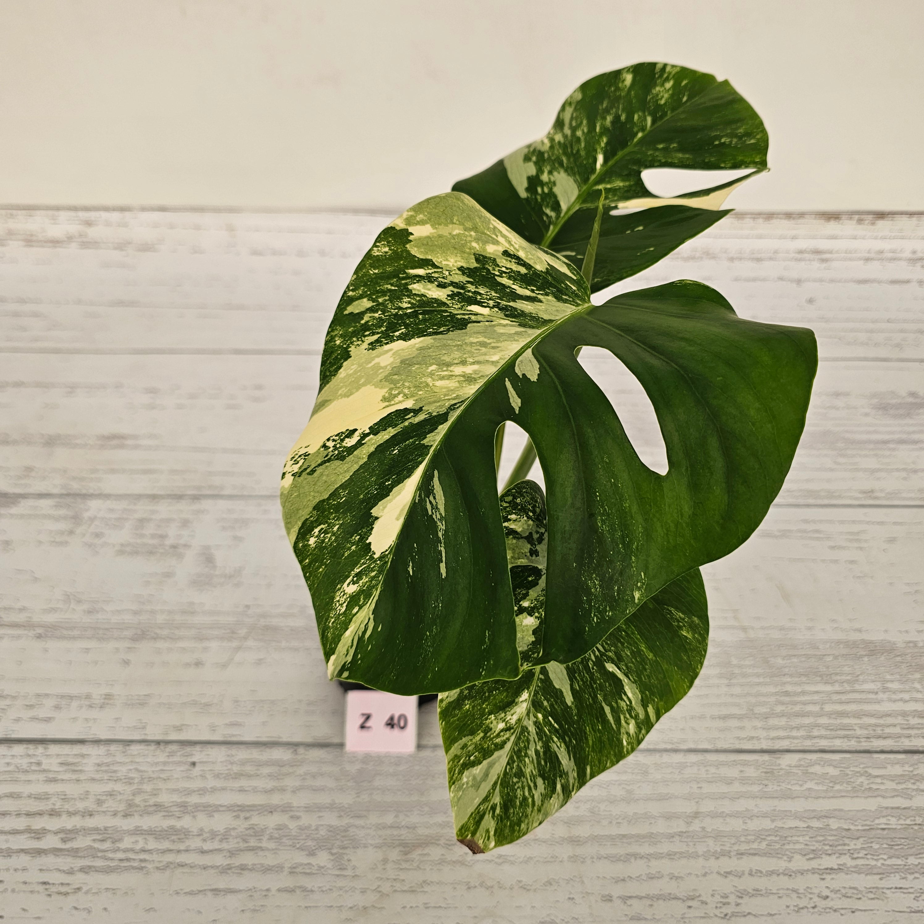 Monstera borsigiana &#39;Albo&#39;